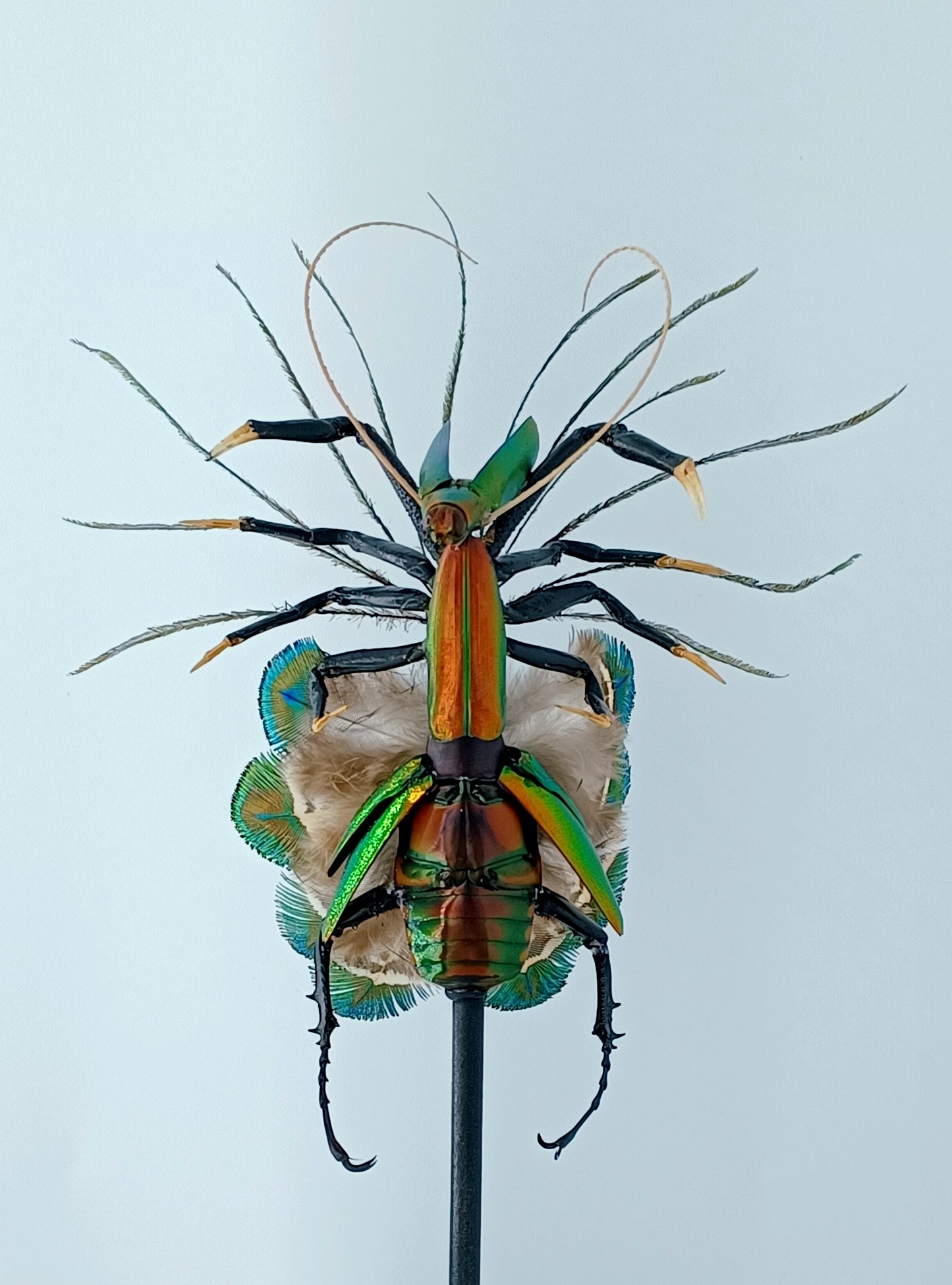 Mythix Fairy - Specimen #067
