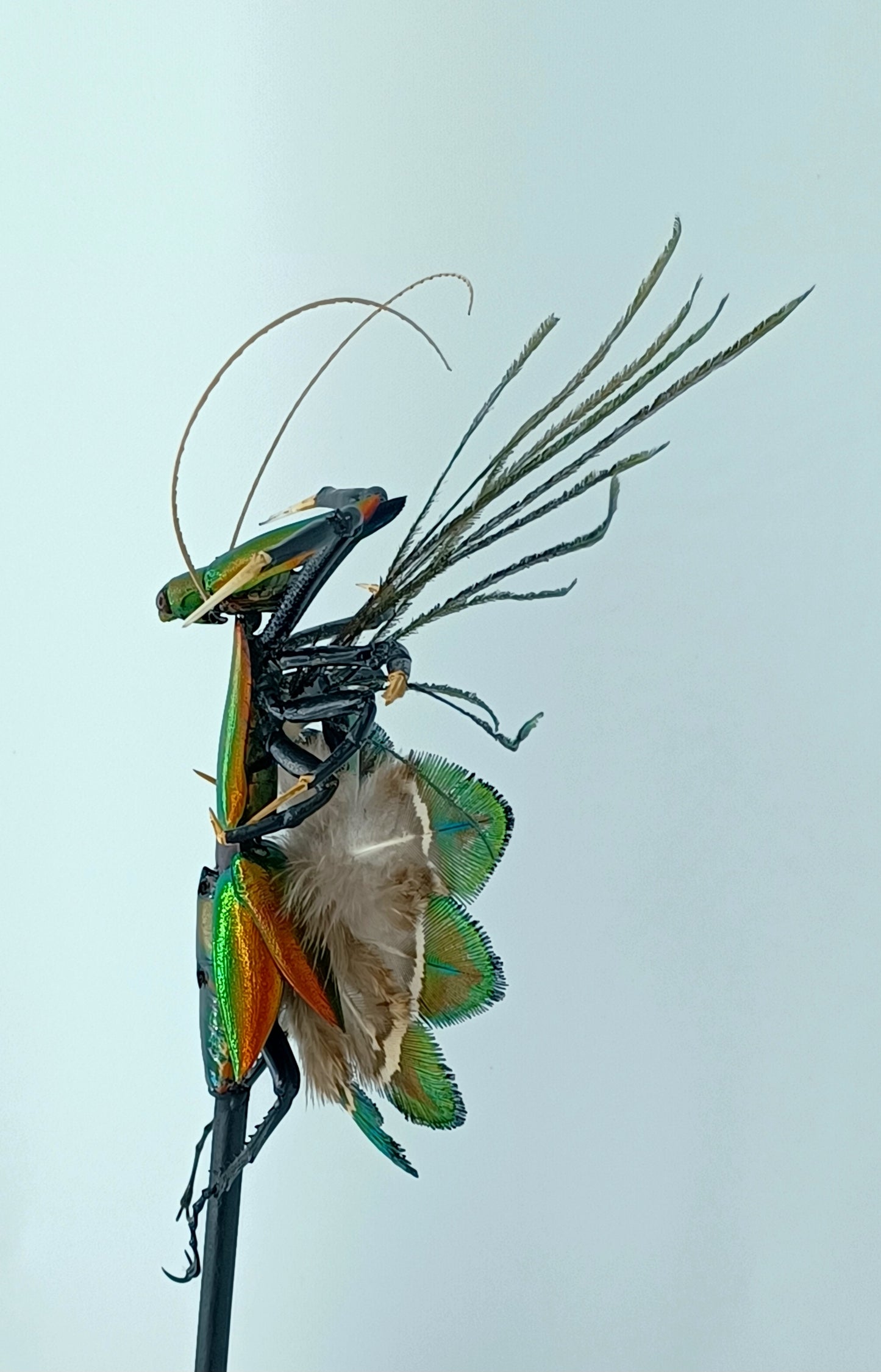 Mythix Fairy - Specimen #067