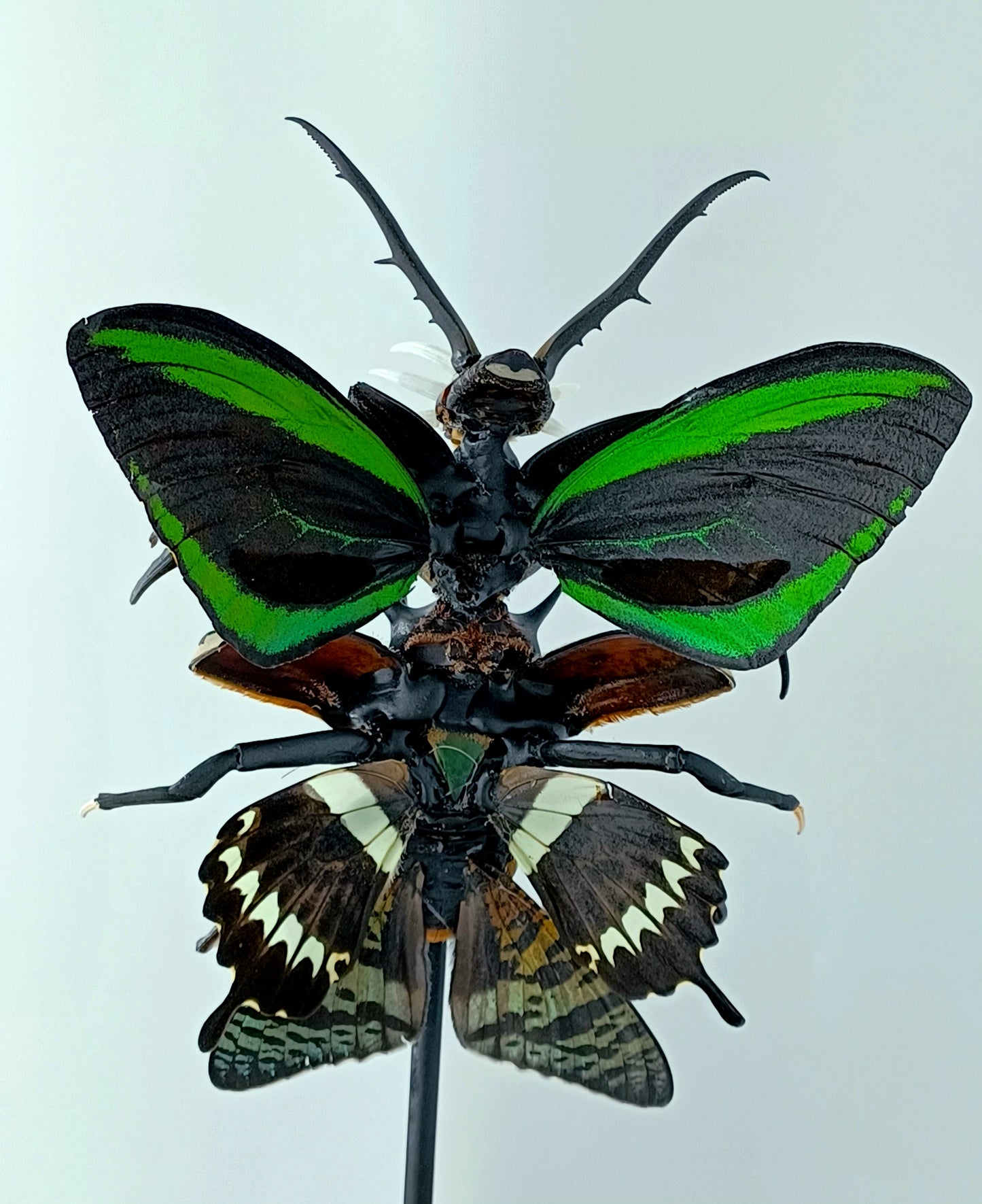 Mythix Darkling Sprite Soldier - Specimen #071