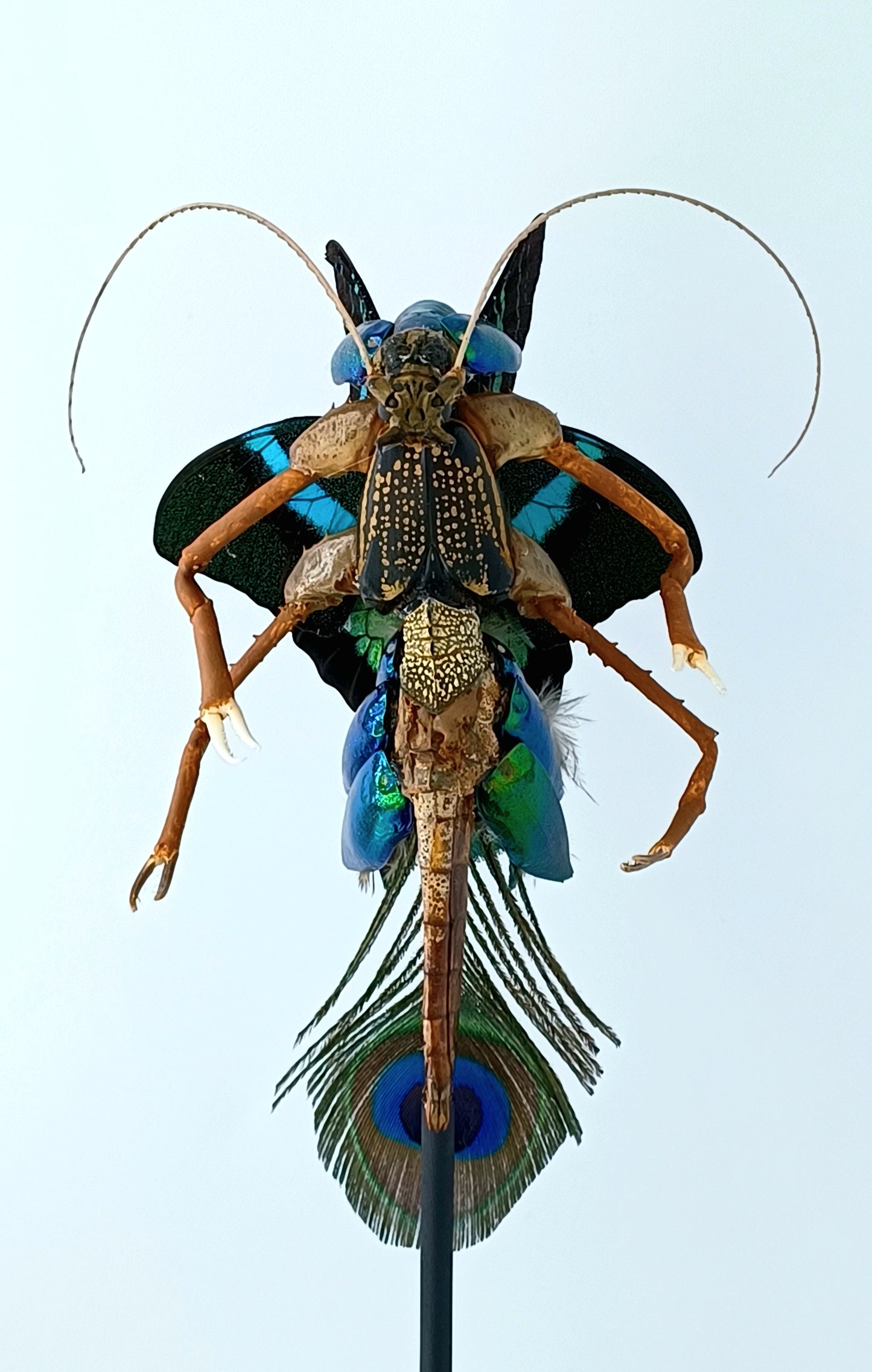 Mythix Fairy Scout - Specimen #080