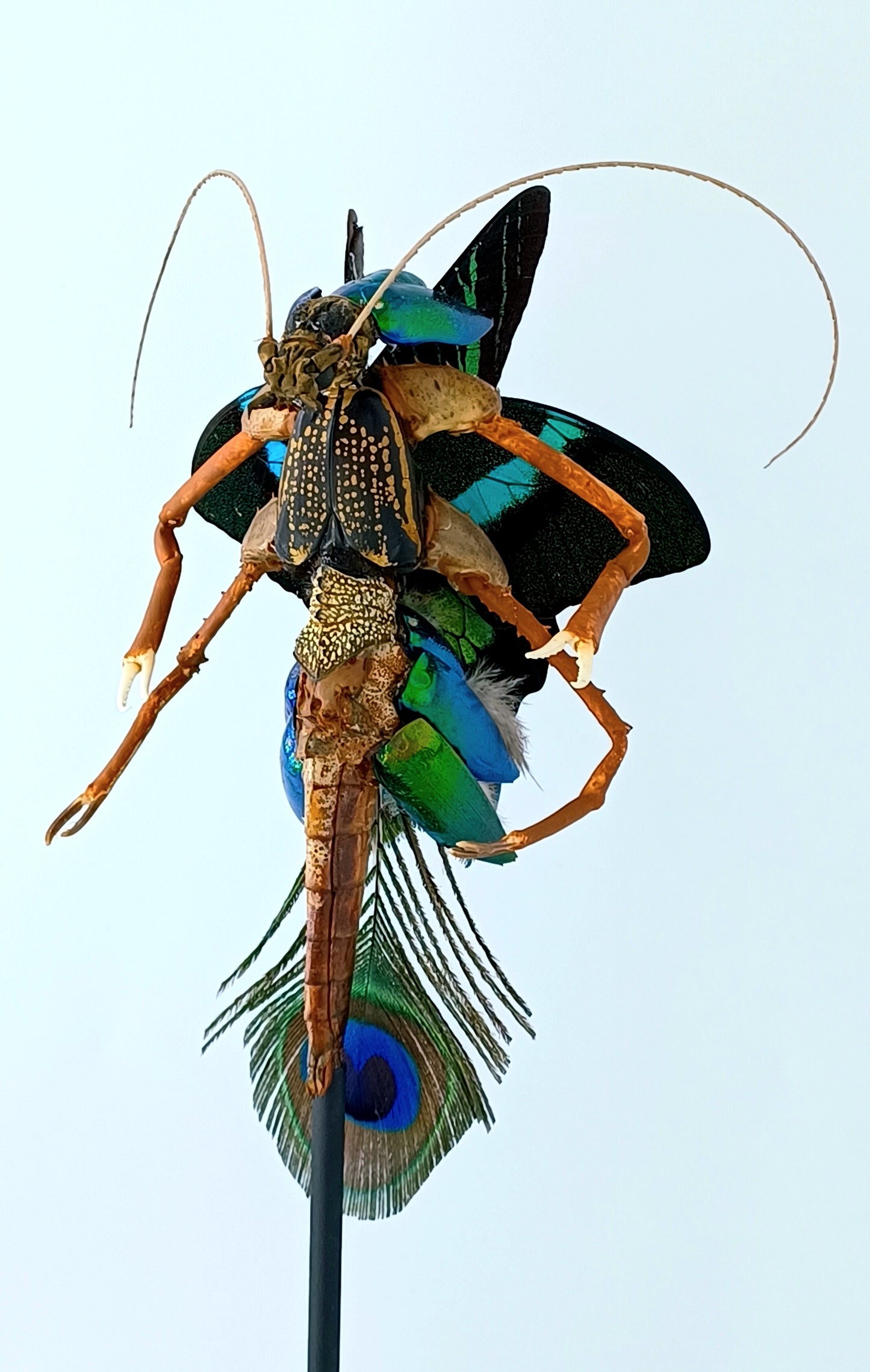 Mythix Fairy Scout - Specimen #080