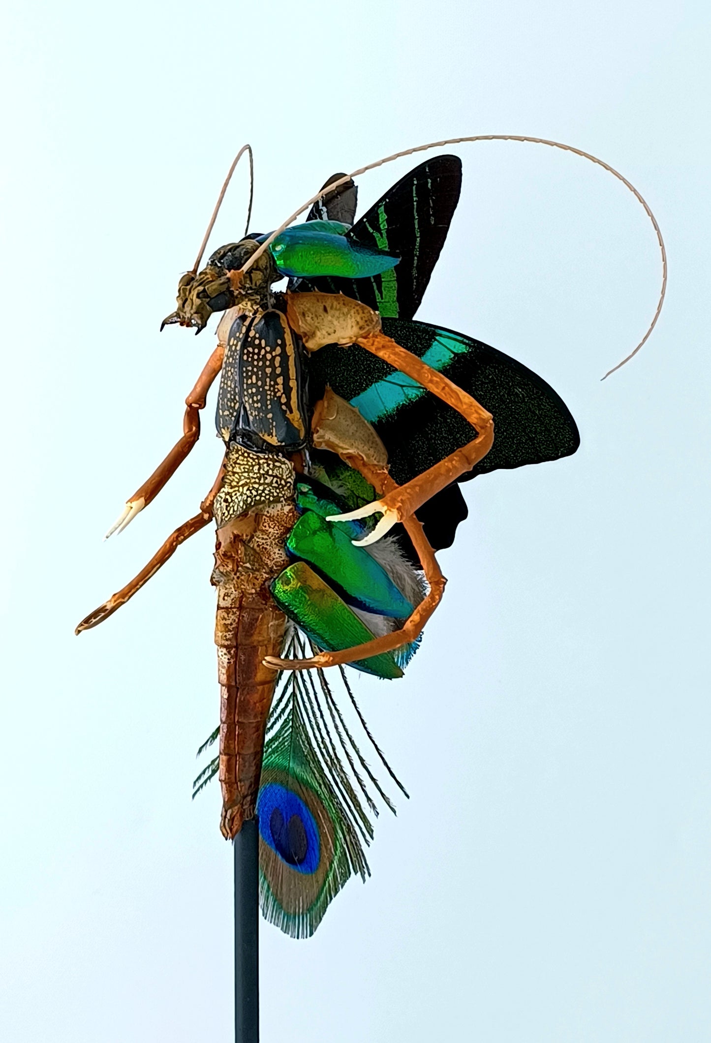 Mythix Fairy Scout - Specimen #080