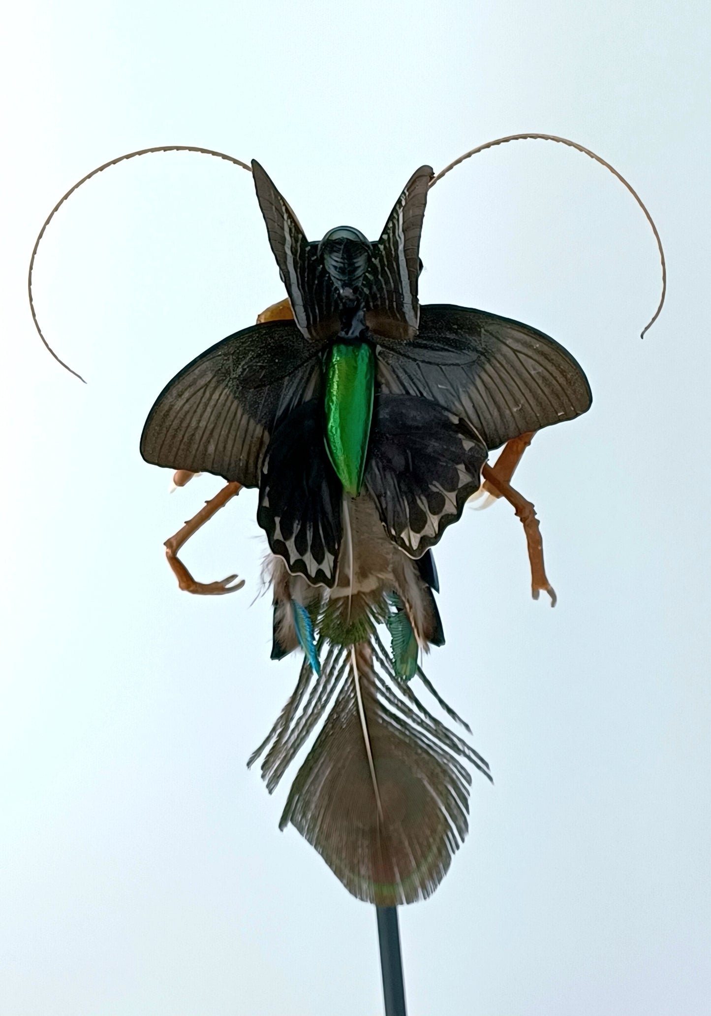 Mythix Fairy Scout - Specimen #080