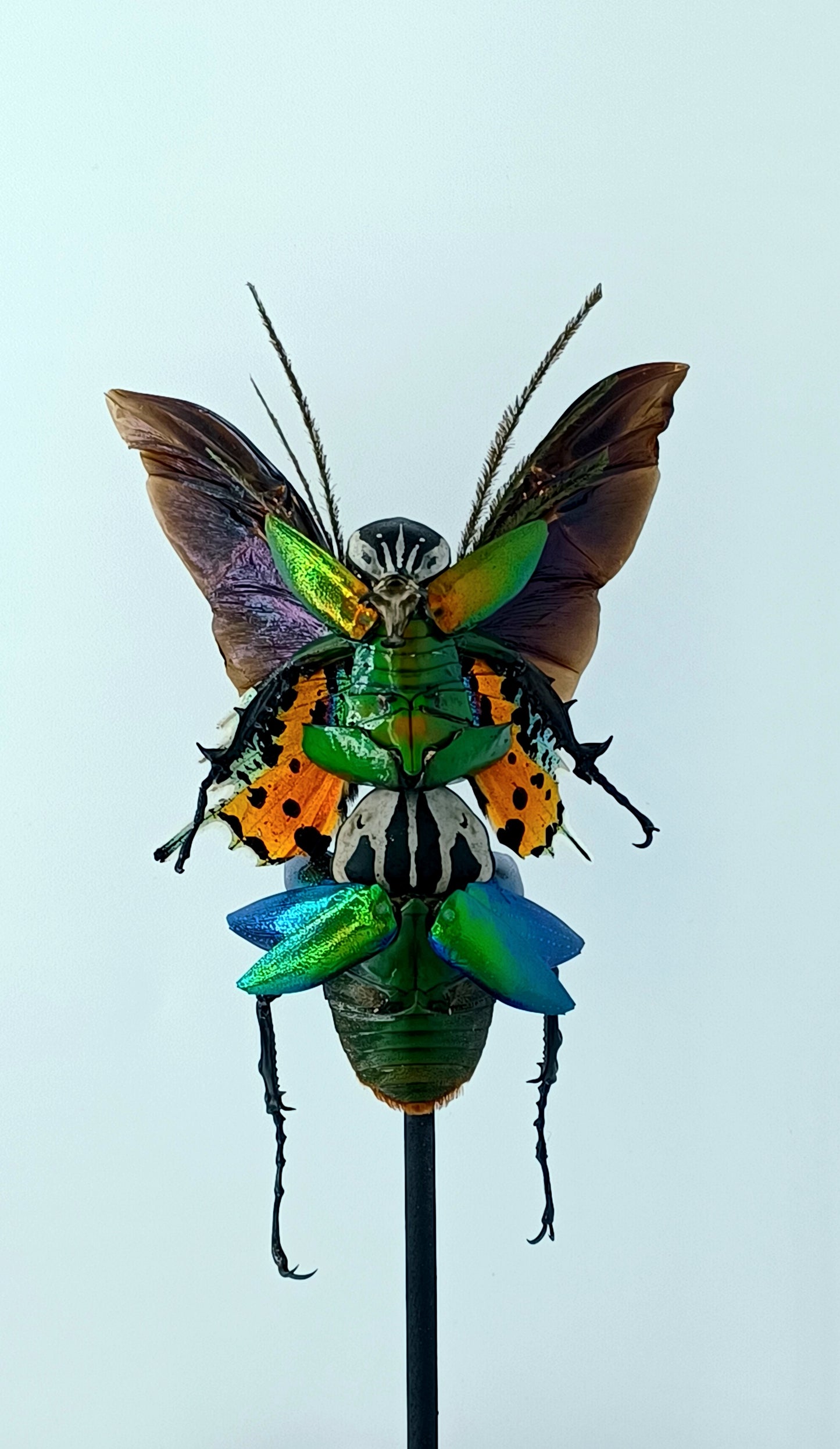 Mythix Fairy Scout - Specimen #082