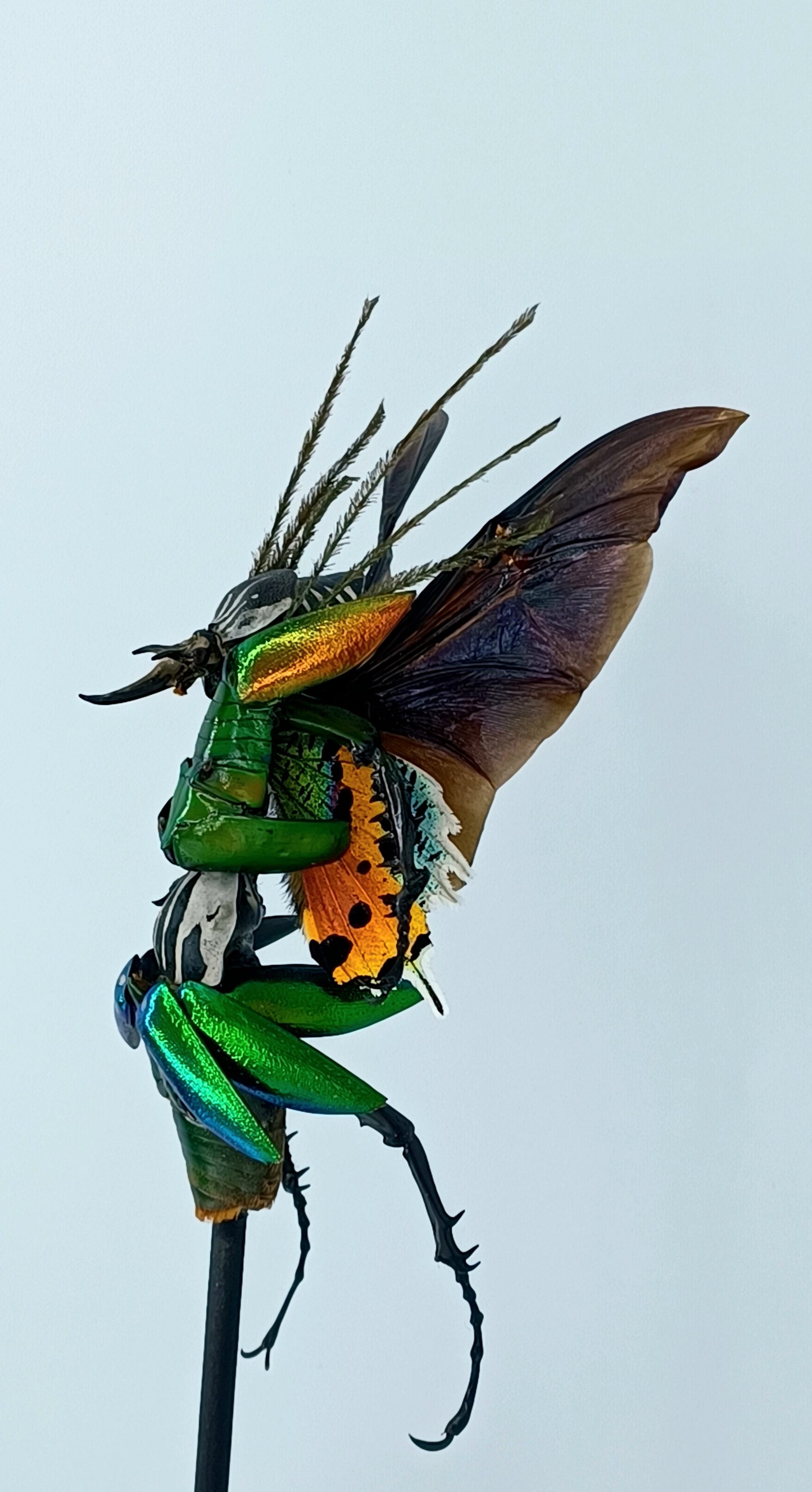 Mythix Fairy Scout - Specimen #082