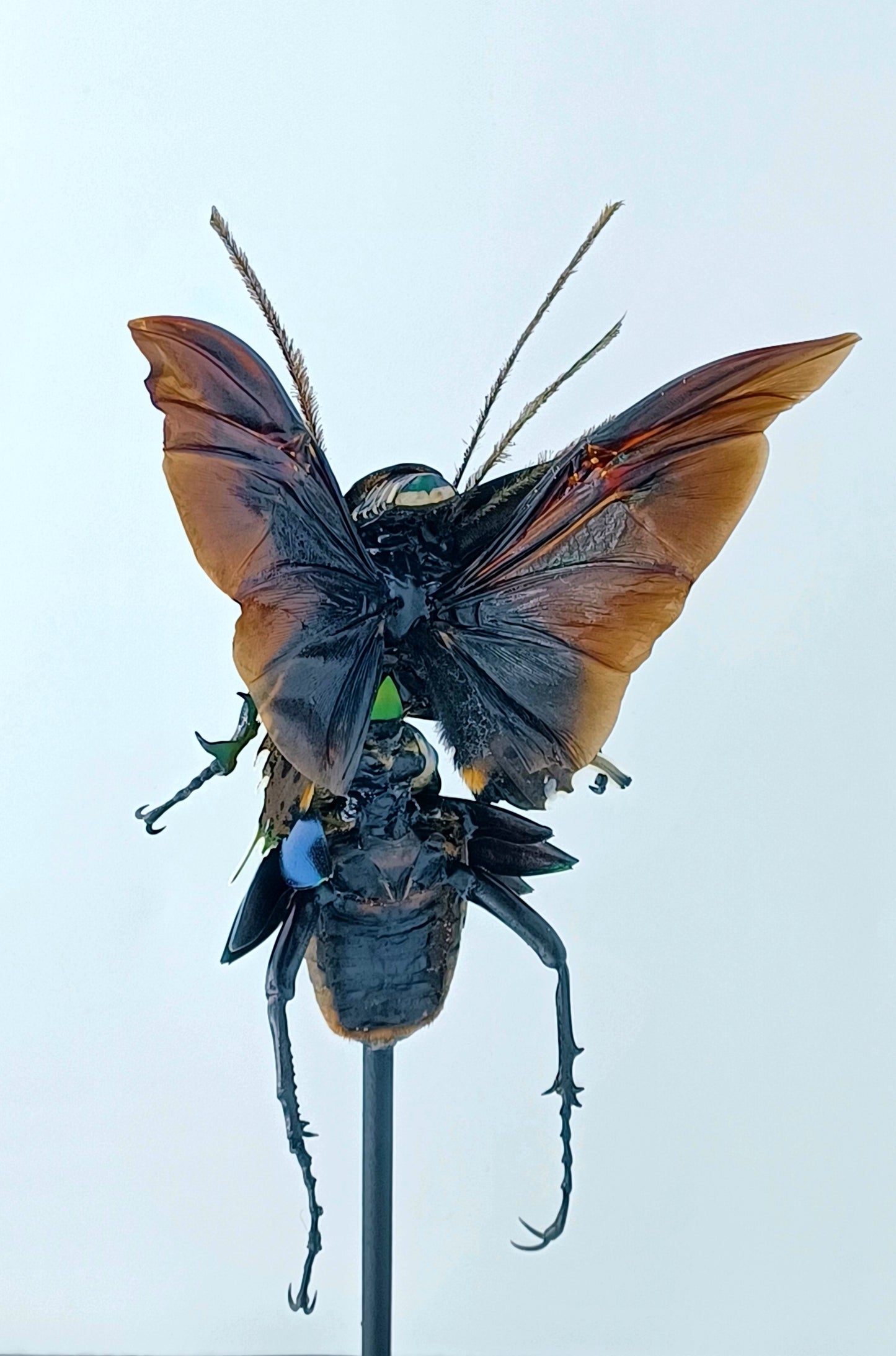 Mythix Fairy Scout - Specimen #082