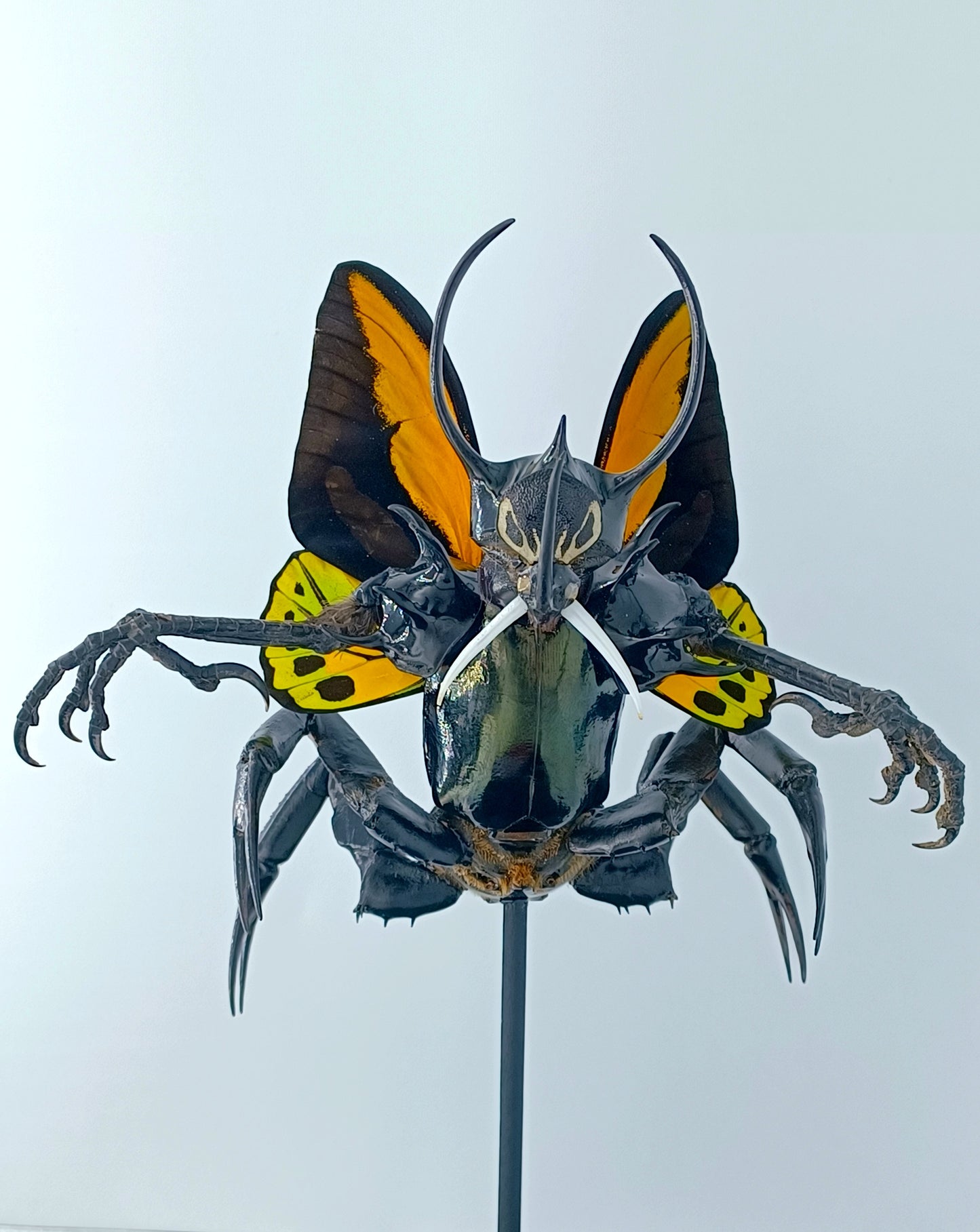 Mythix Darkling Sprite Soldier - Specimen #084