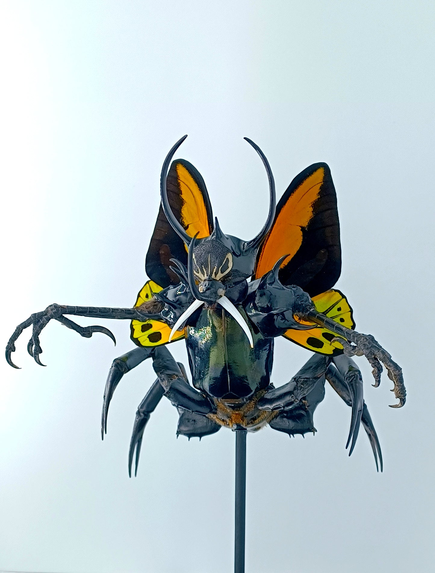 Mythix Darkling Sprite Soldier - Specimen #084