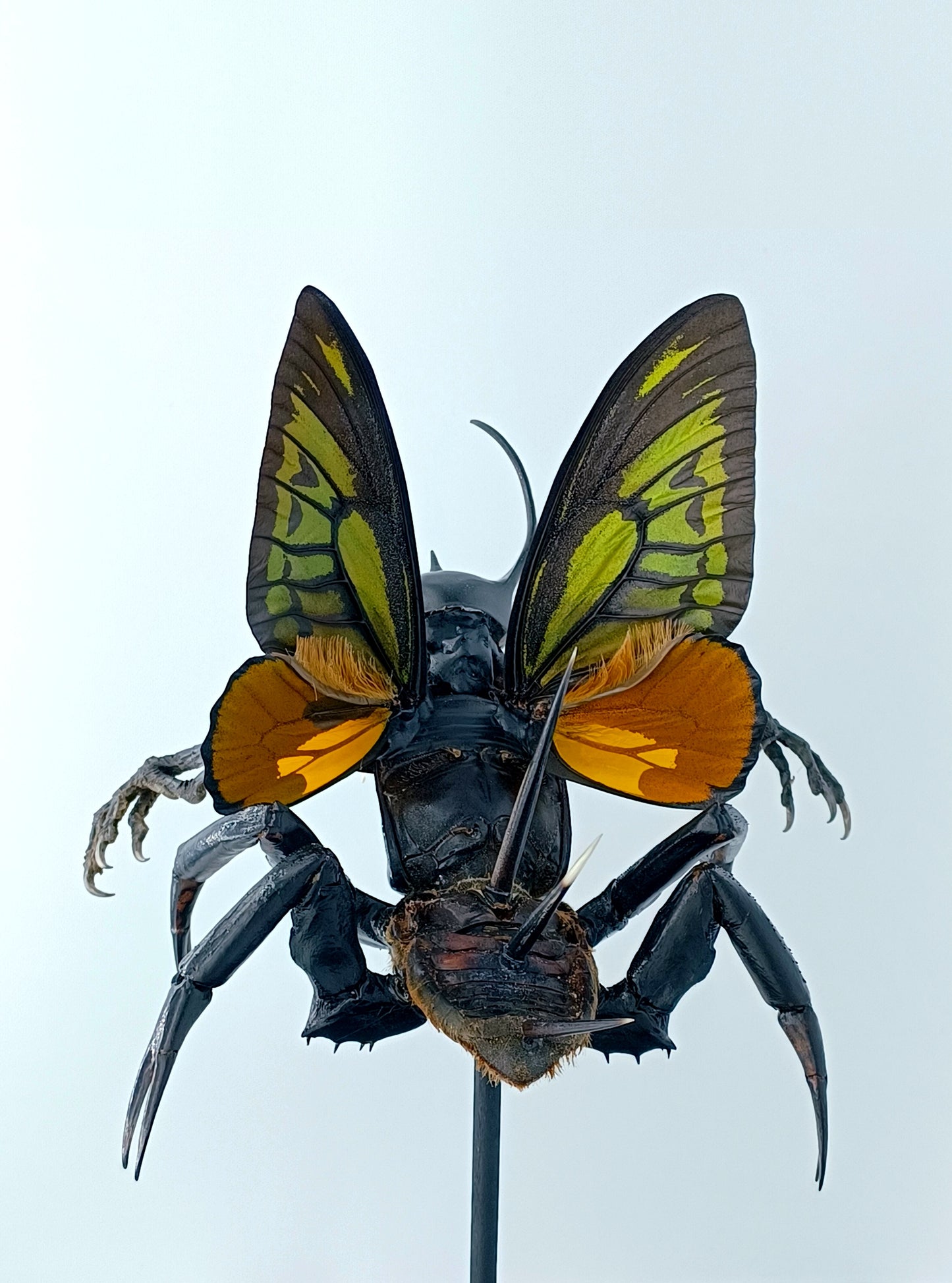 Mythix Darkling Sprite Soldier - Specimen #084