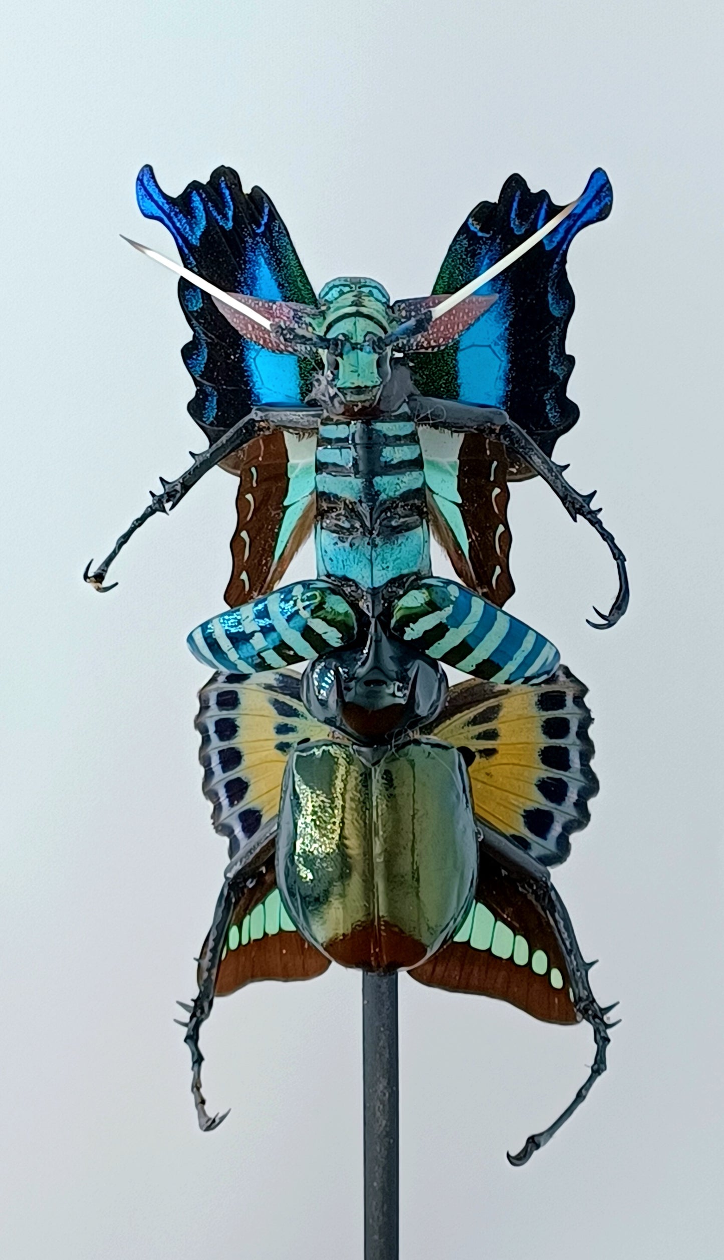 Mythix Fairy - Specimen #086