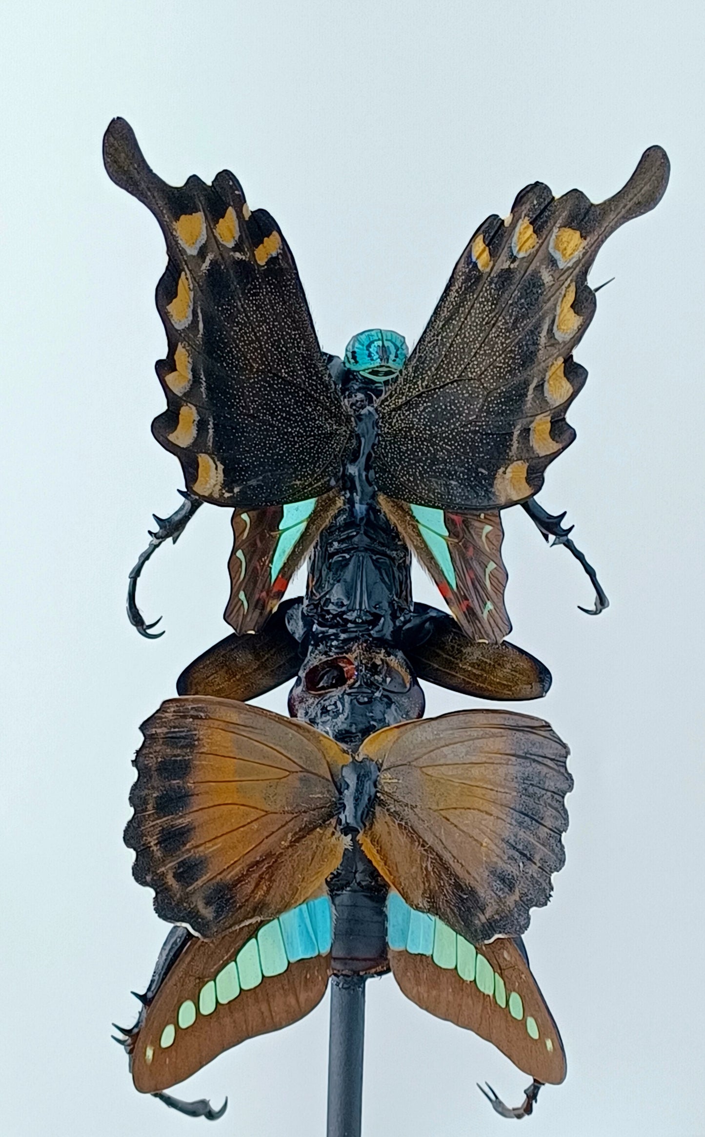 Mythix Fairy - Specimen #086