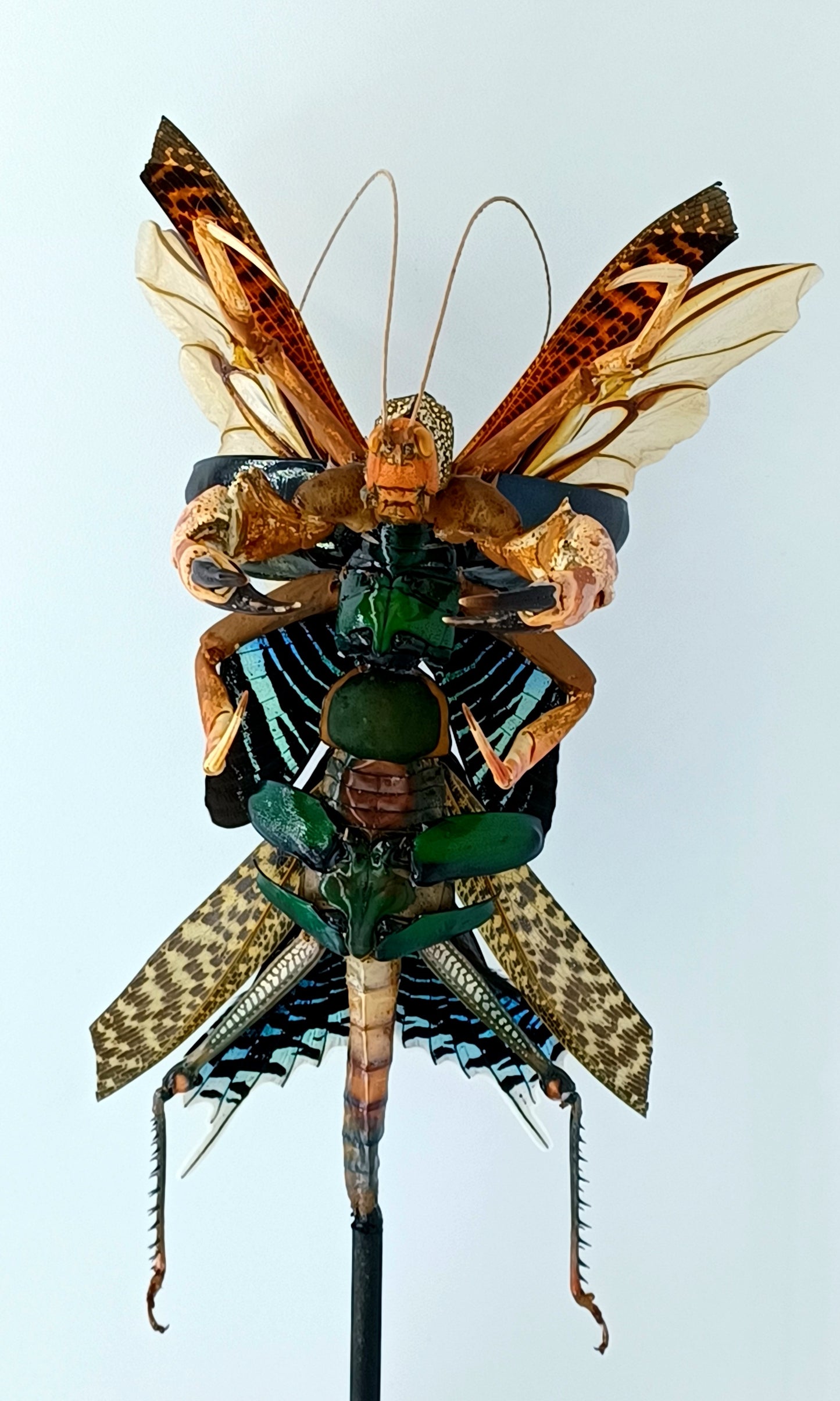 Mythix Darkling Sprite Soldier - Specimen #088
