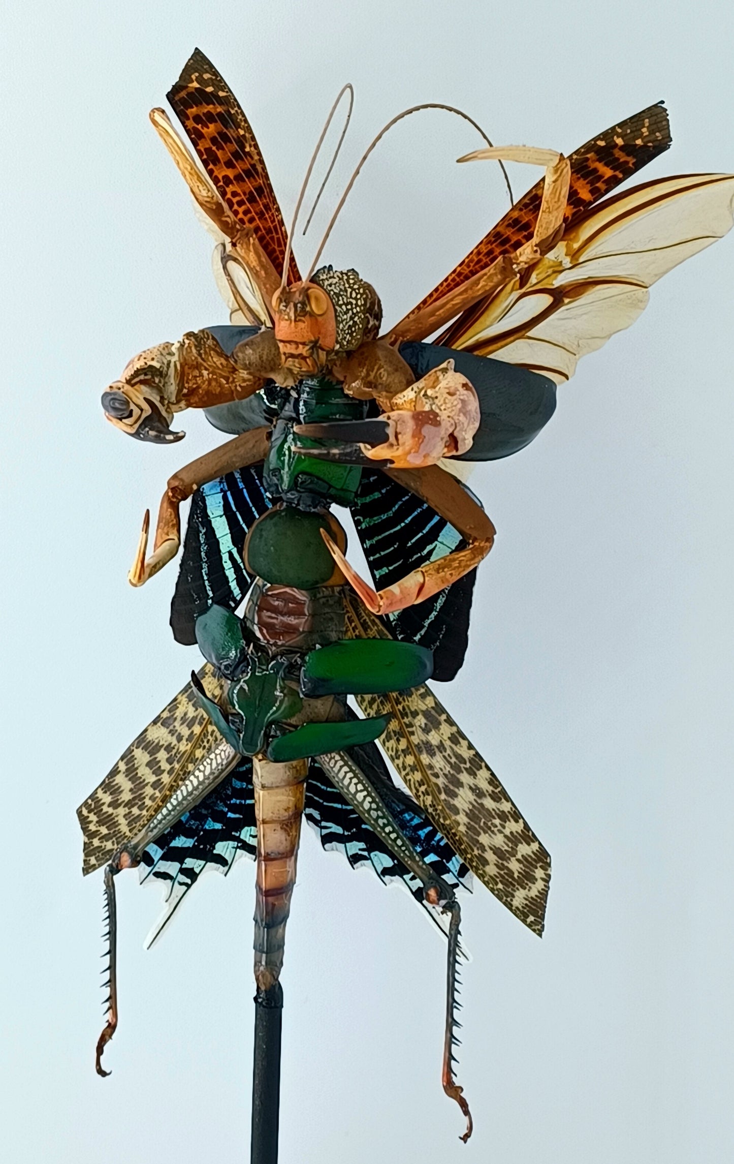 Mythix Darkling Sprite Soldier - Specimen #088