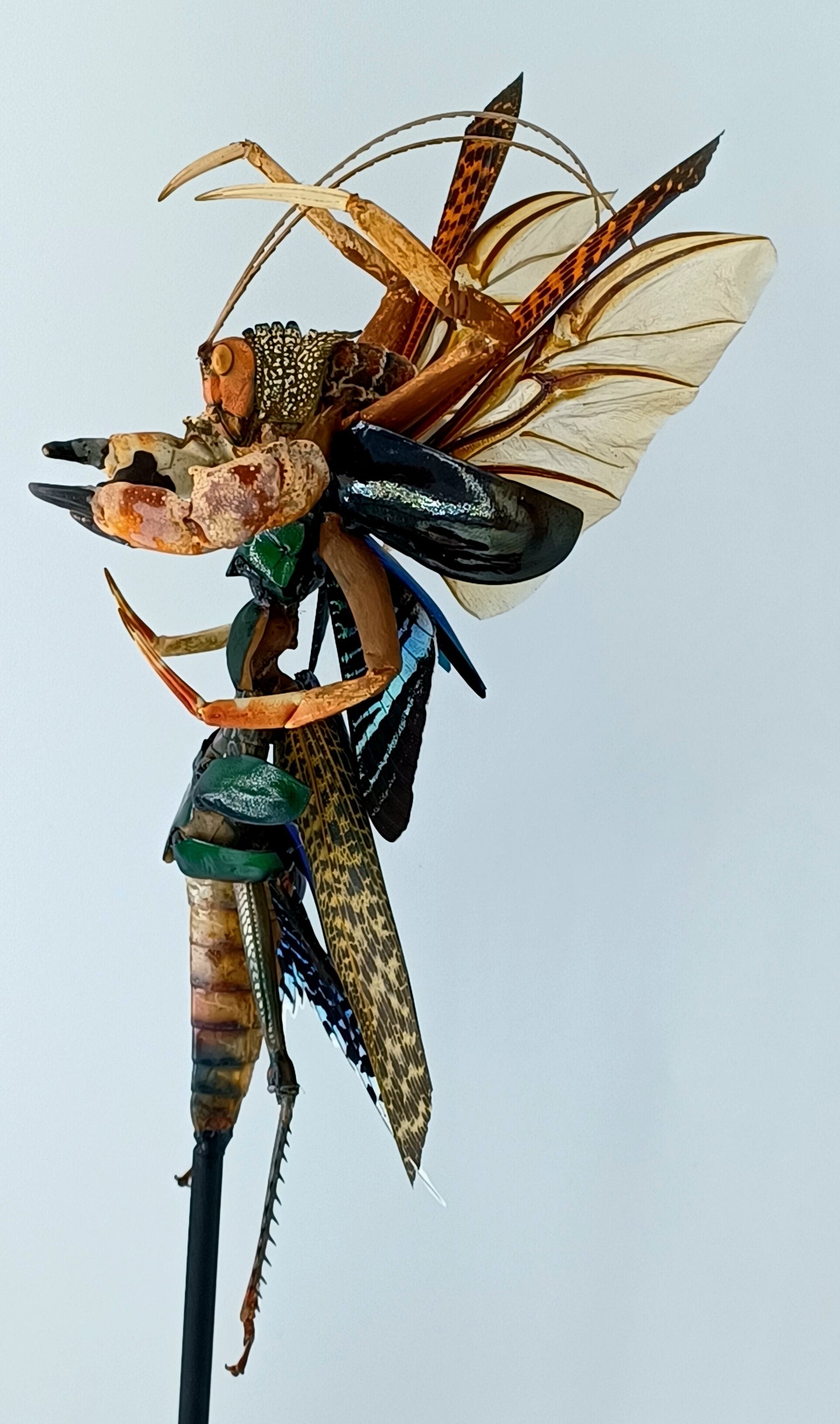 Mythix Darkling Sprite Soldier - Specimen #088