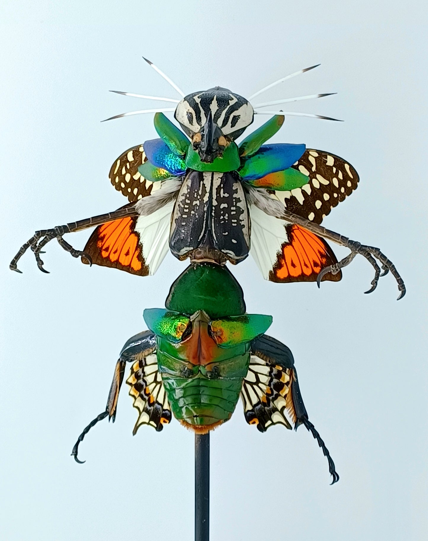 Mythix Fairy Scout - Specimen #087