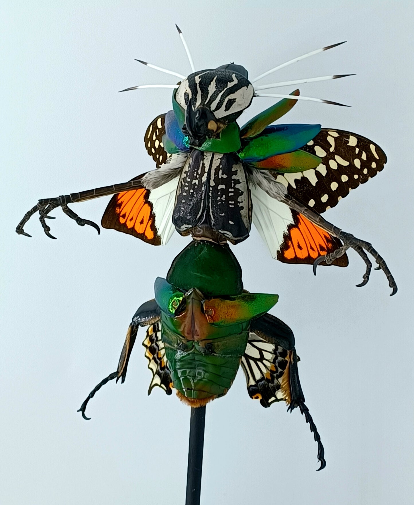 Mythix Fairy Scout - Specimen #087
