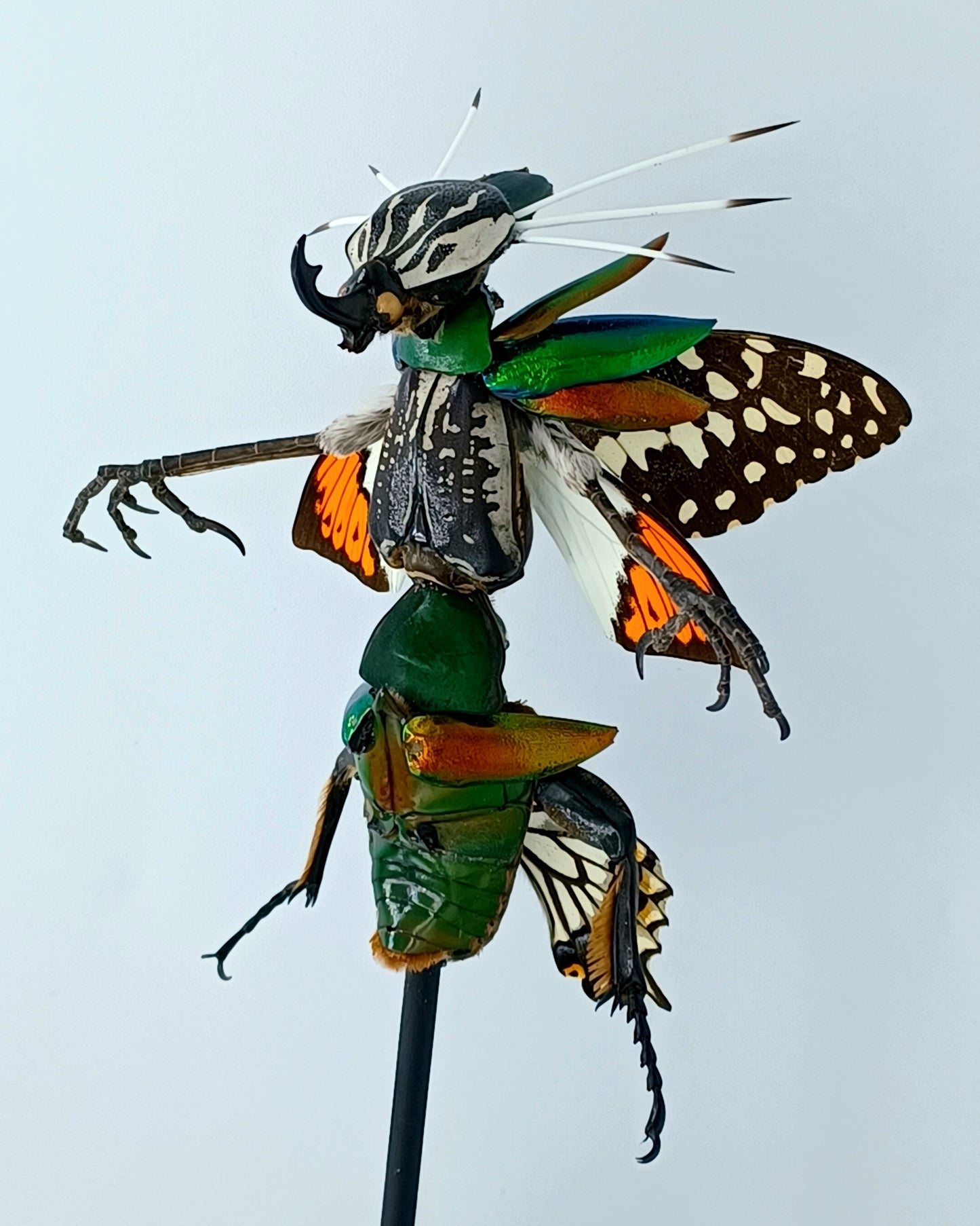 Mythix Fairy Scout - Specimen #087