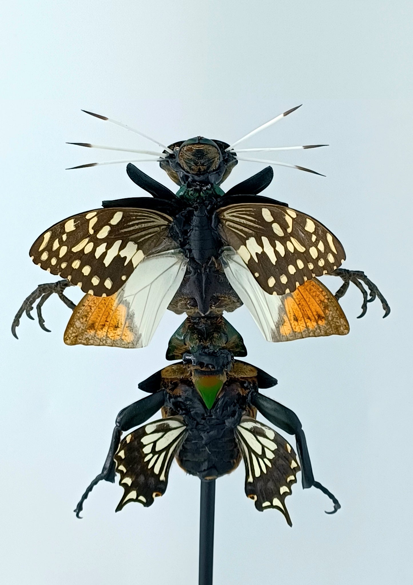 Mythix Fairy Scout - Specimen #087