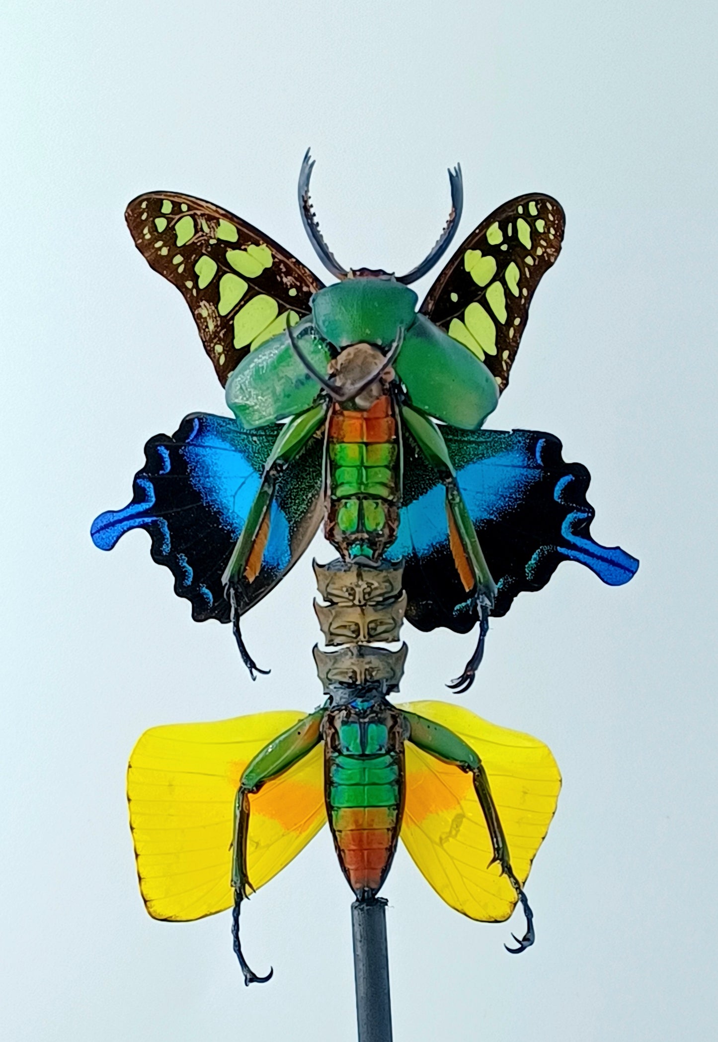 Mythix Fairy - Specimen #090