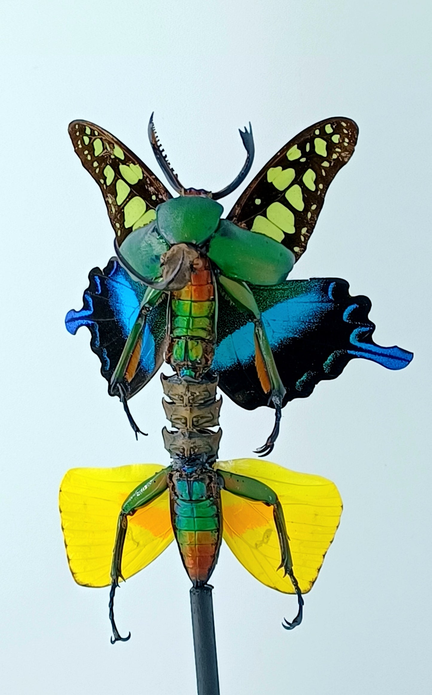 Mythix Fairy - Specimen #090