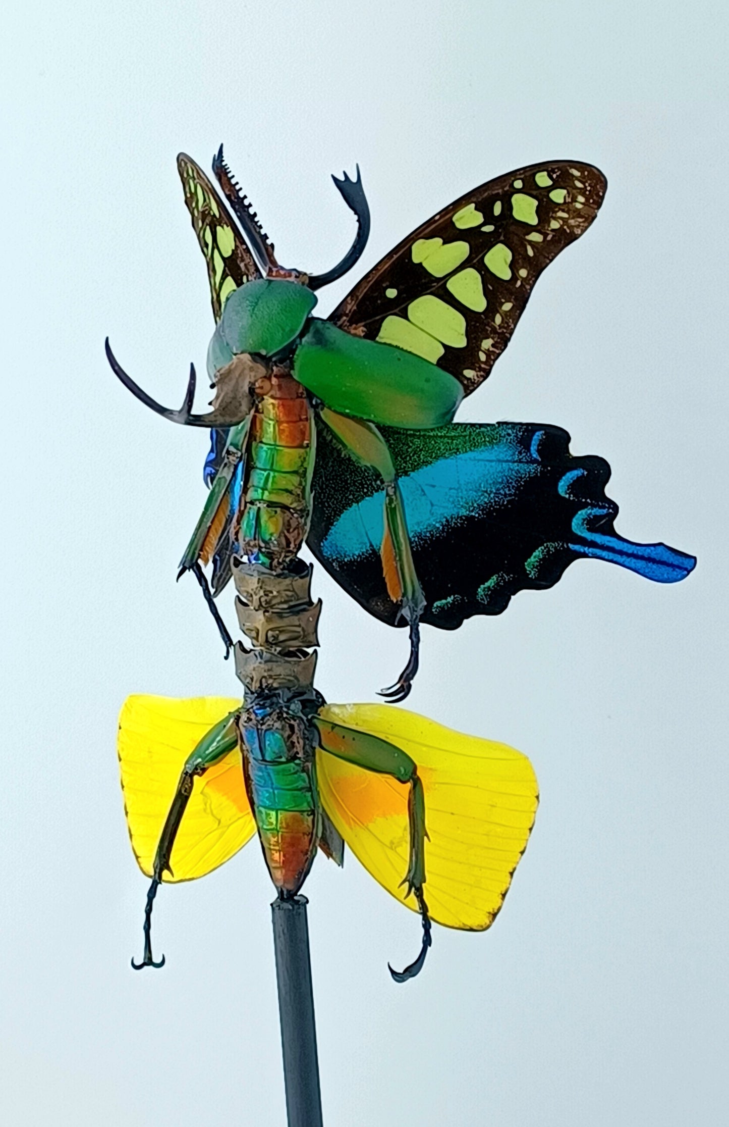 Mythix Fairy - Specimen #090