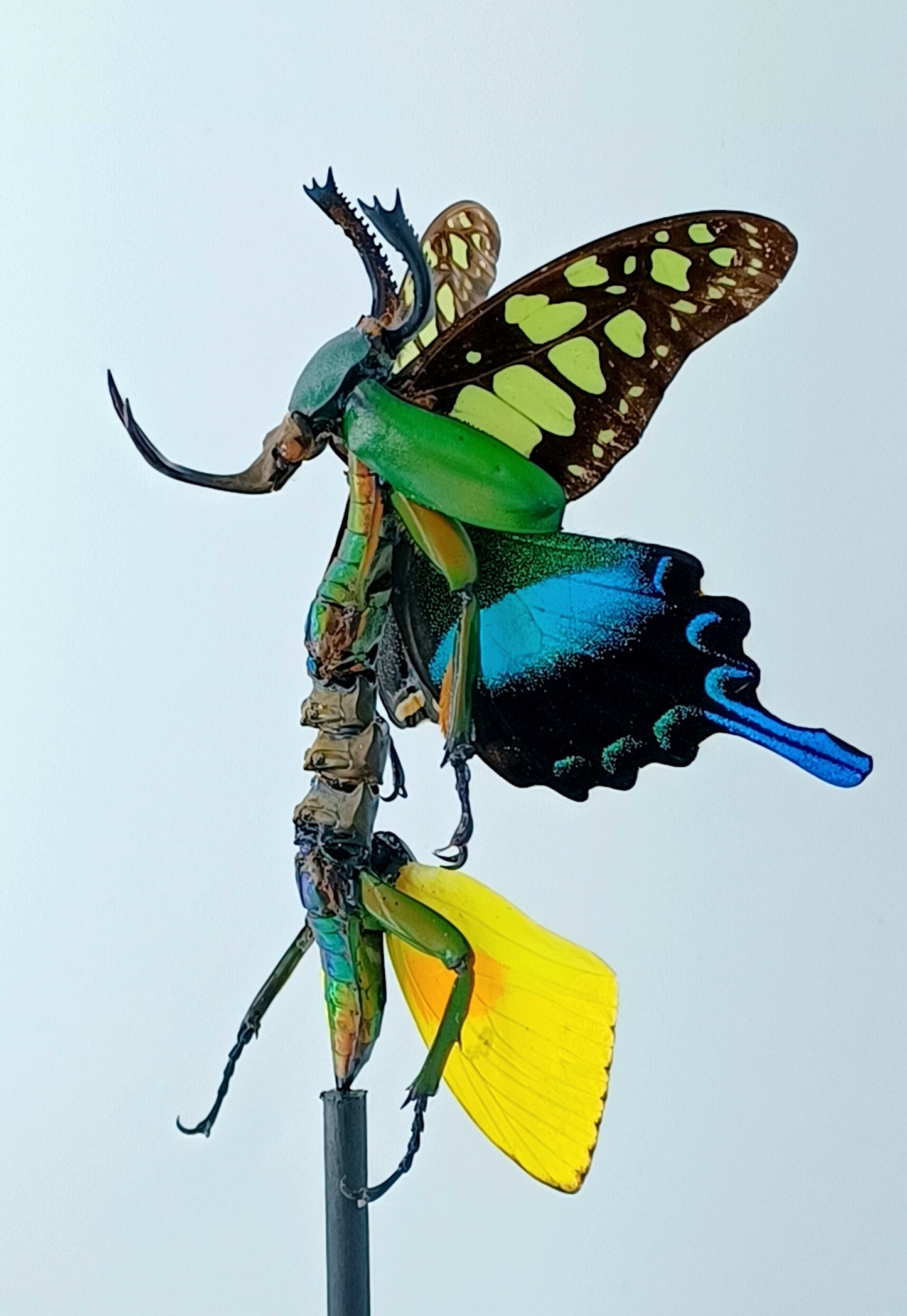 Mythix Fairy - Specimen #090