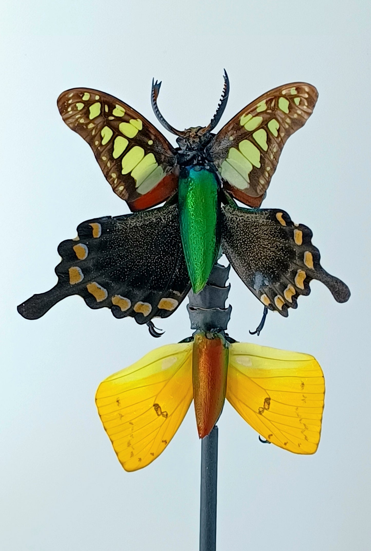 Mythix Fairy - Specimen #090