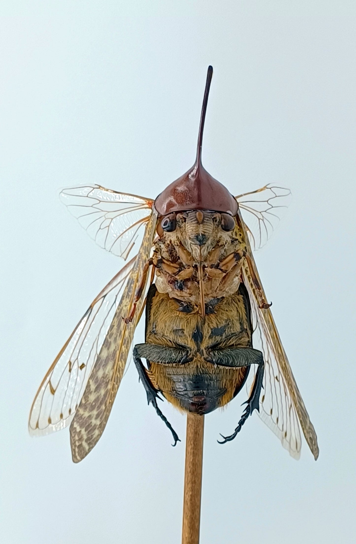 Mythix Fairy - Specimen #089
