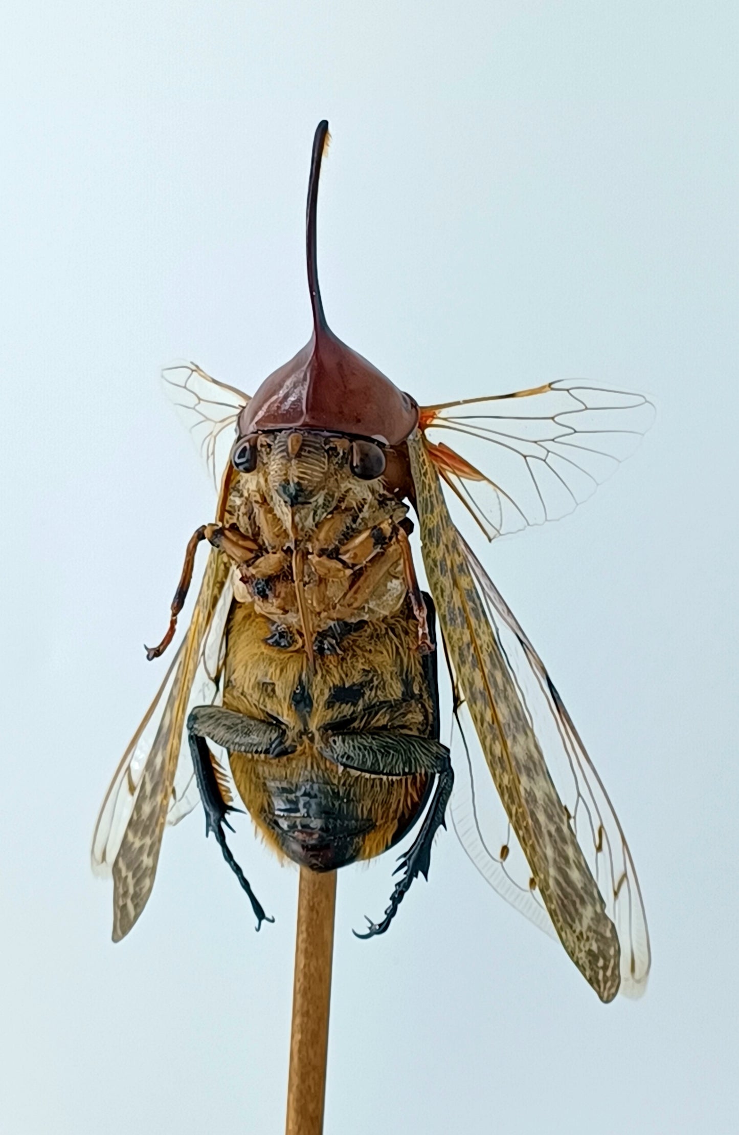 Mythix Fairy - Specimen #089