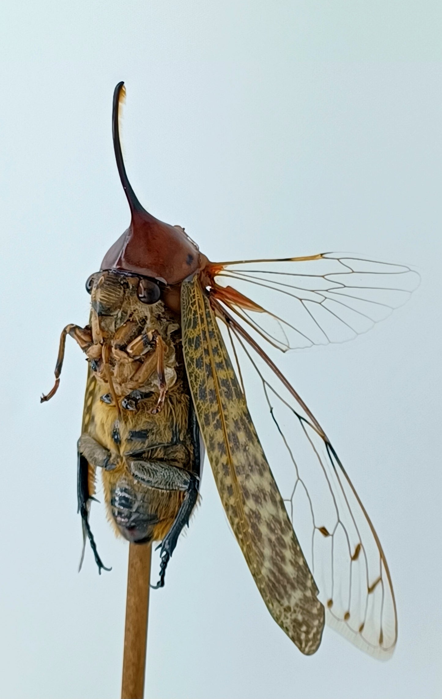 Mythix Fairy - Specimen #089