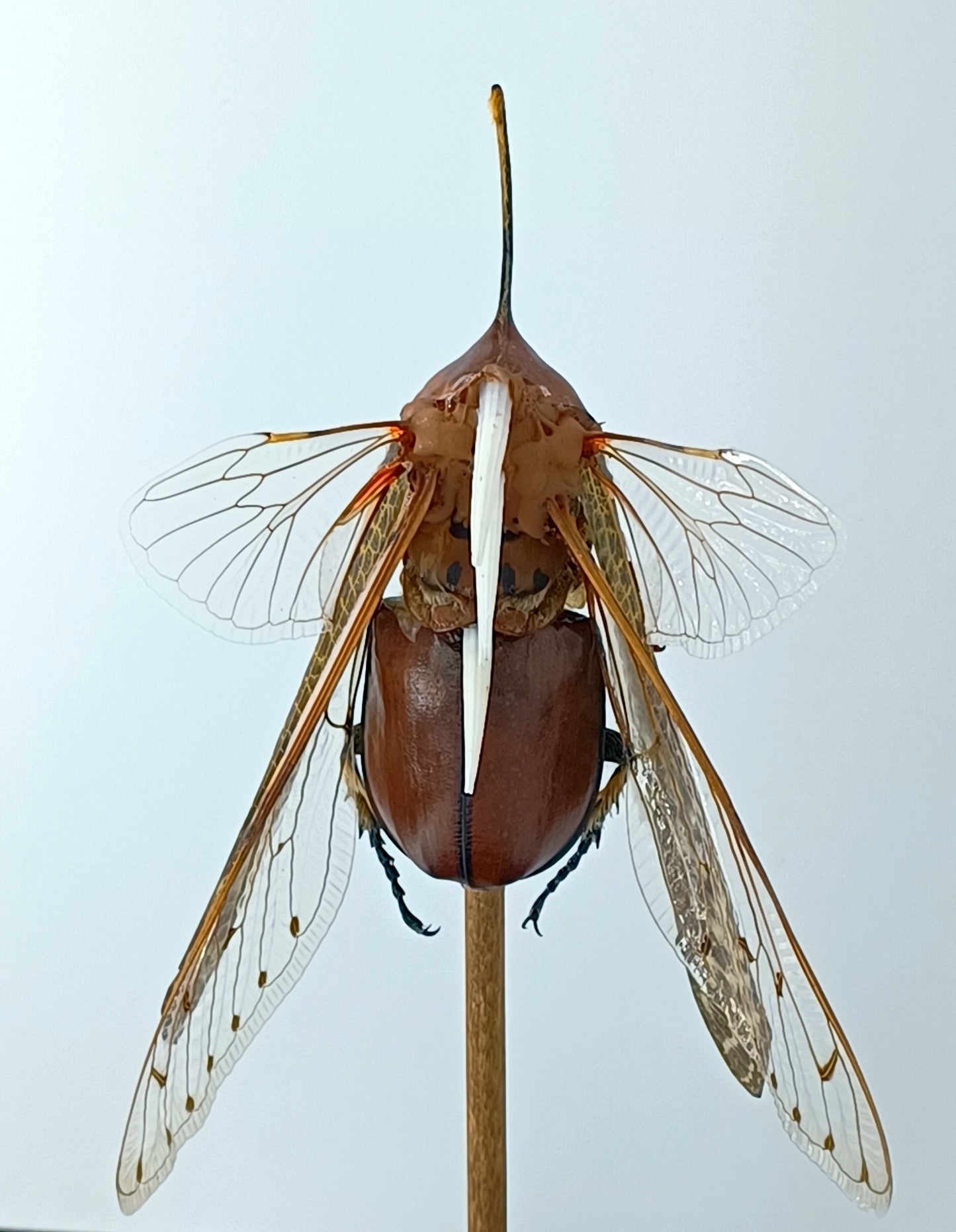 Mythix Fairy - Specimen #089