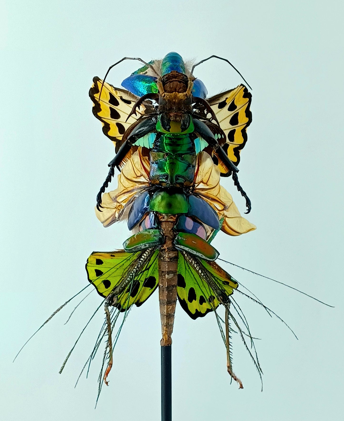 Mythix Fairy Scout - Specimen #094