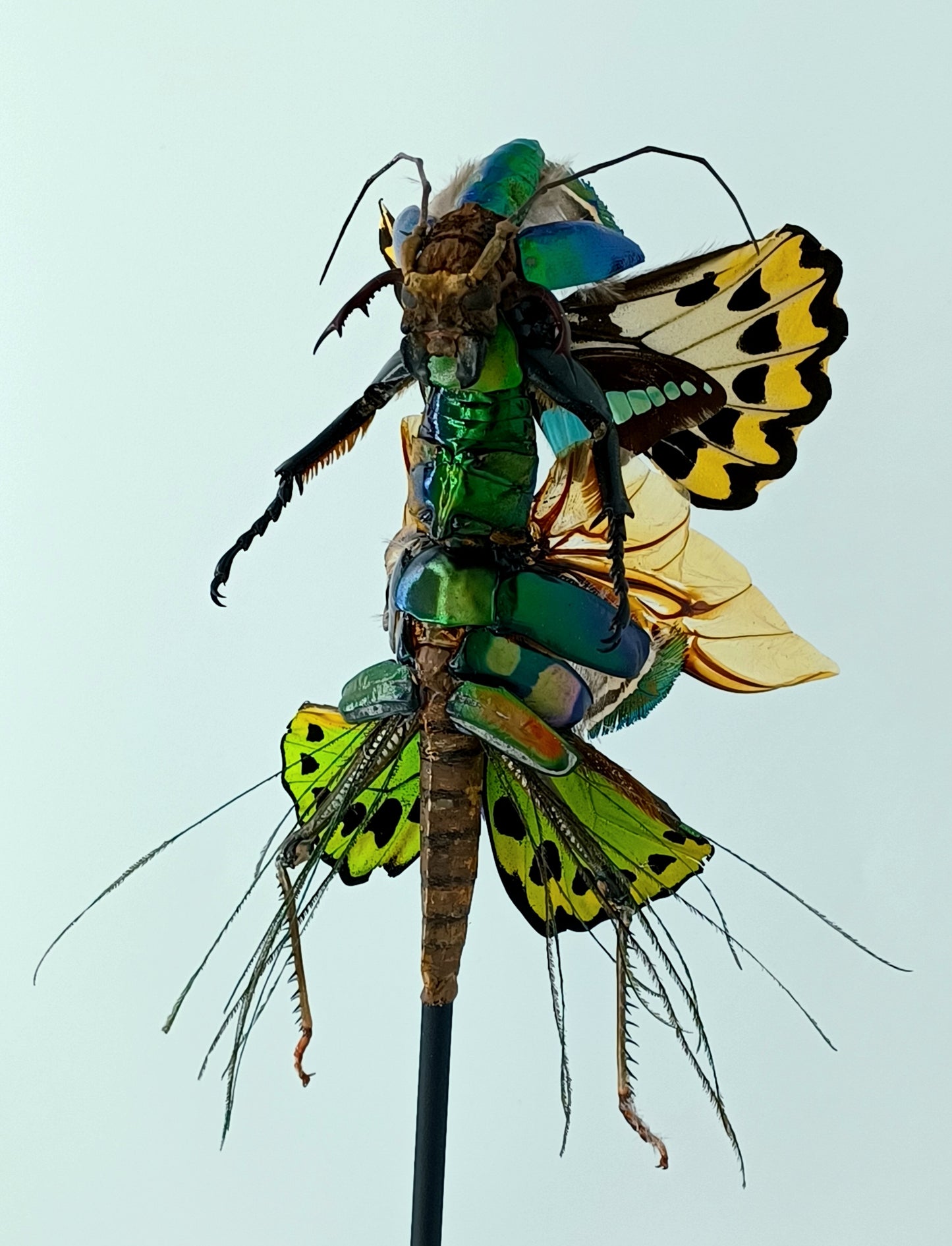 Mythix Fairy Scout - Specimen #094