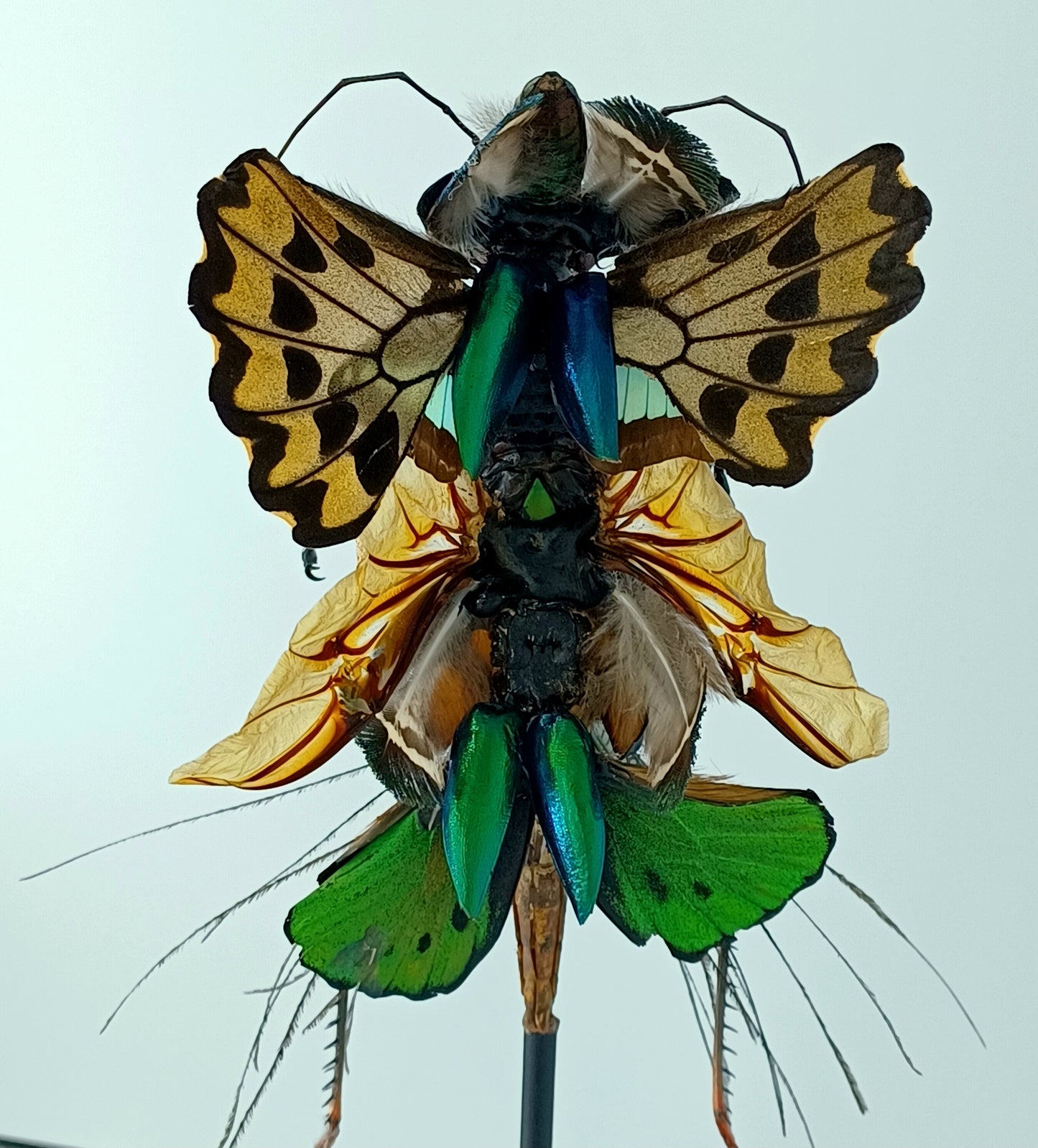 Mythix Fairy Scout - Specimen #094