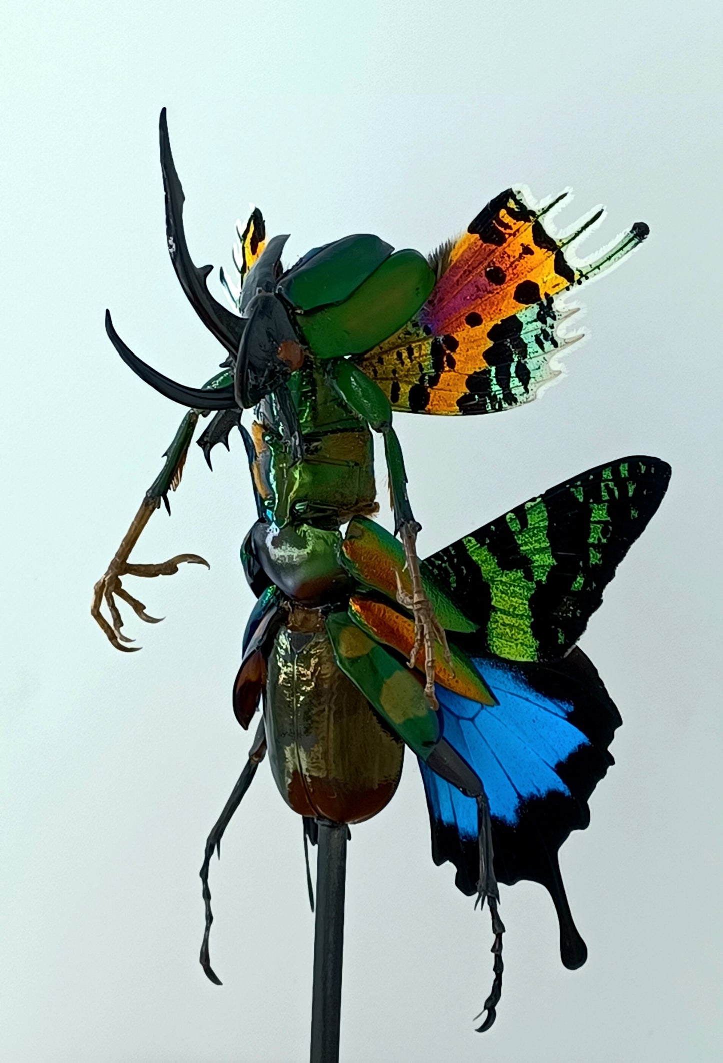 Mythix Fairy Scout - Specimen #096