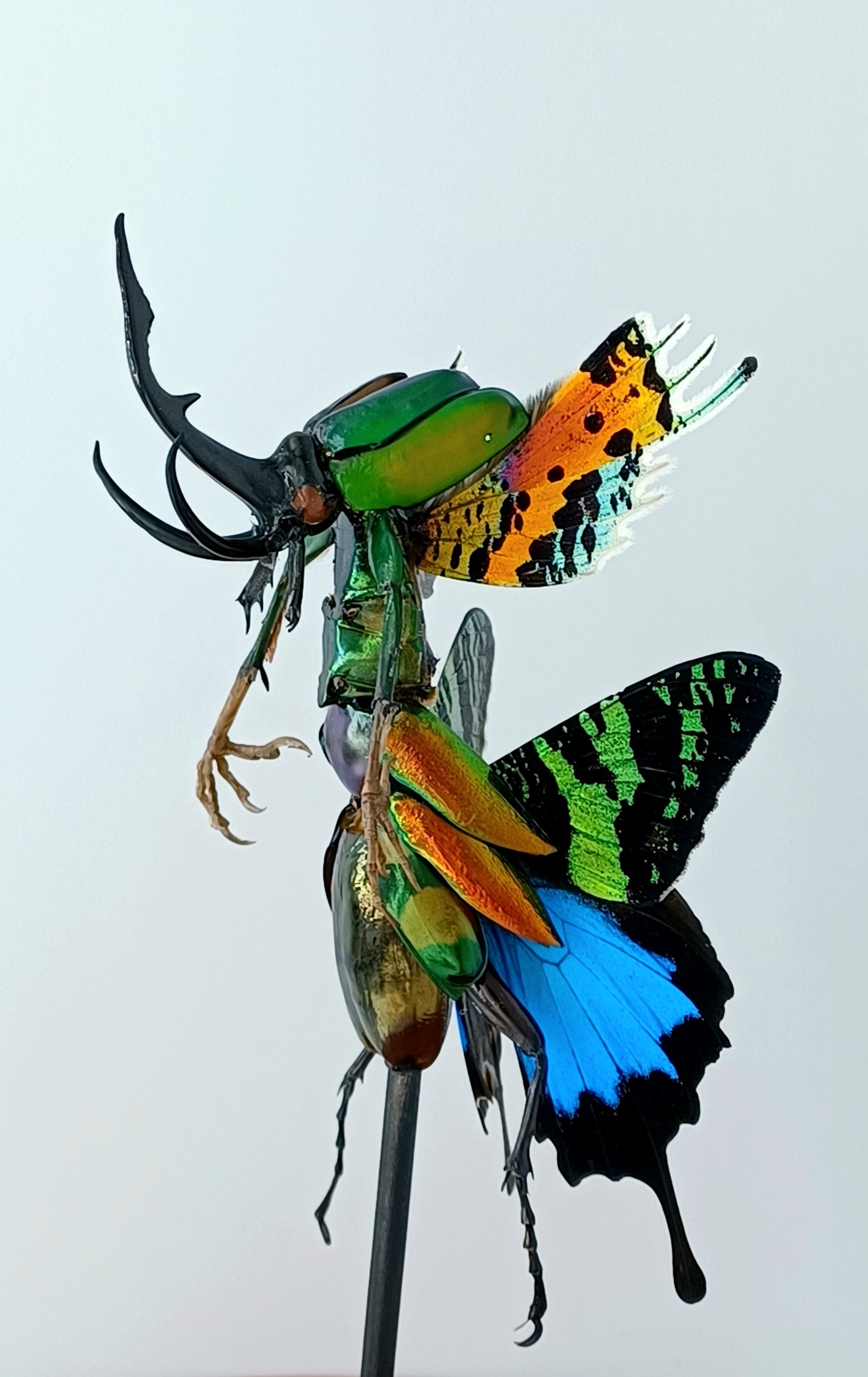 Mythix Fairy Scout - Specimen #096