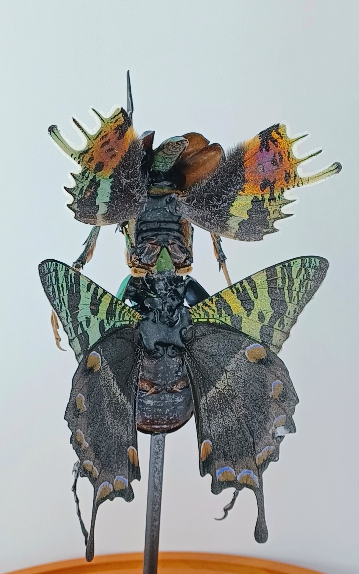 Mythix Fairy Scout - Specimen #096
