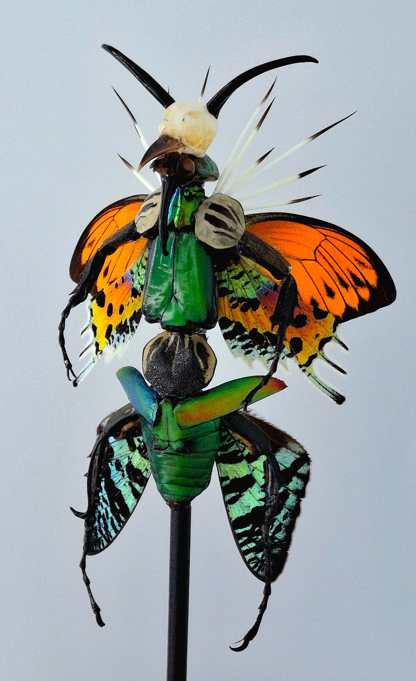 Mythix Fairy Scout- Specimen #105