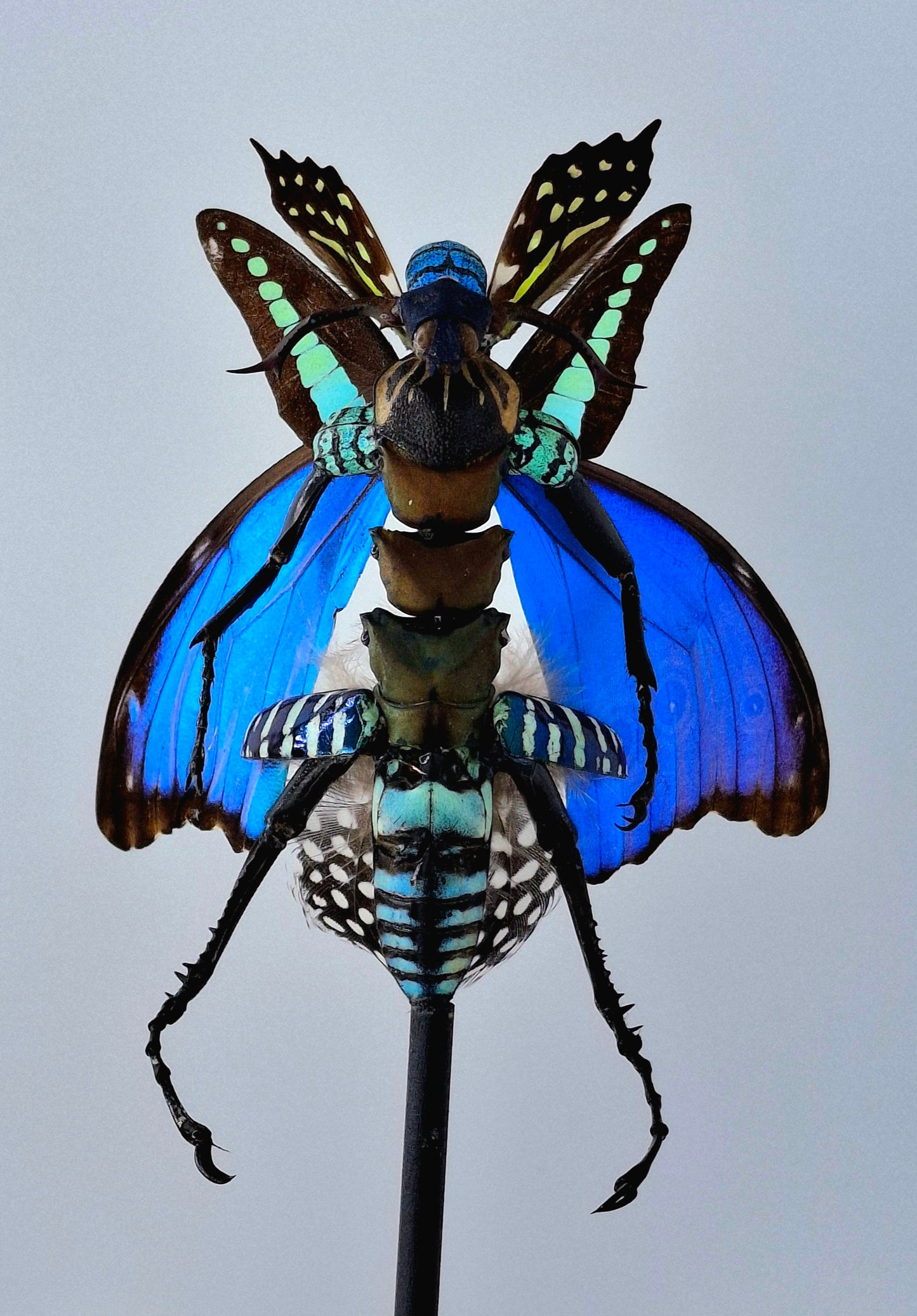 Mythx Fairy - Specimen #104