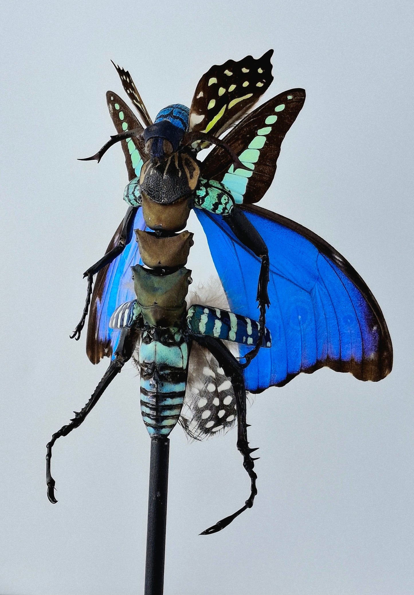 Mythx Fairy - Specimen #104
