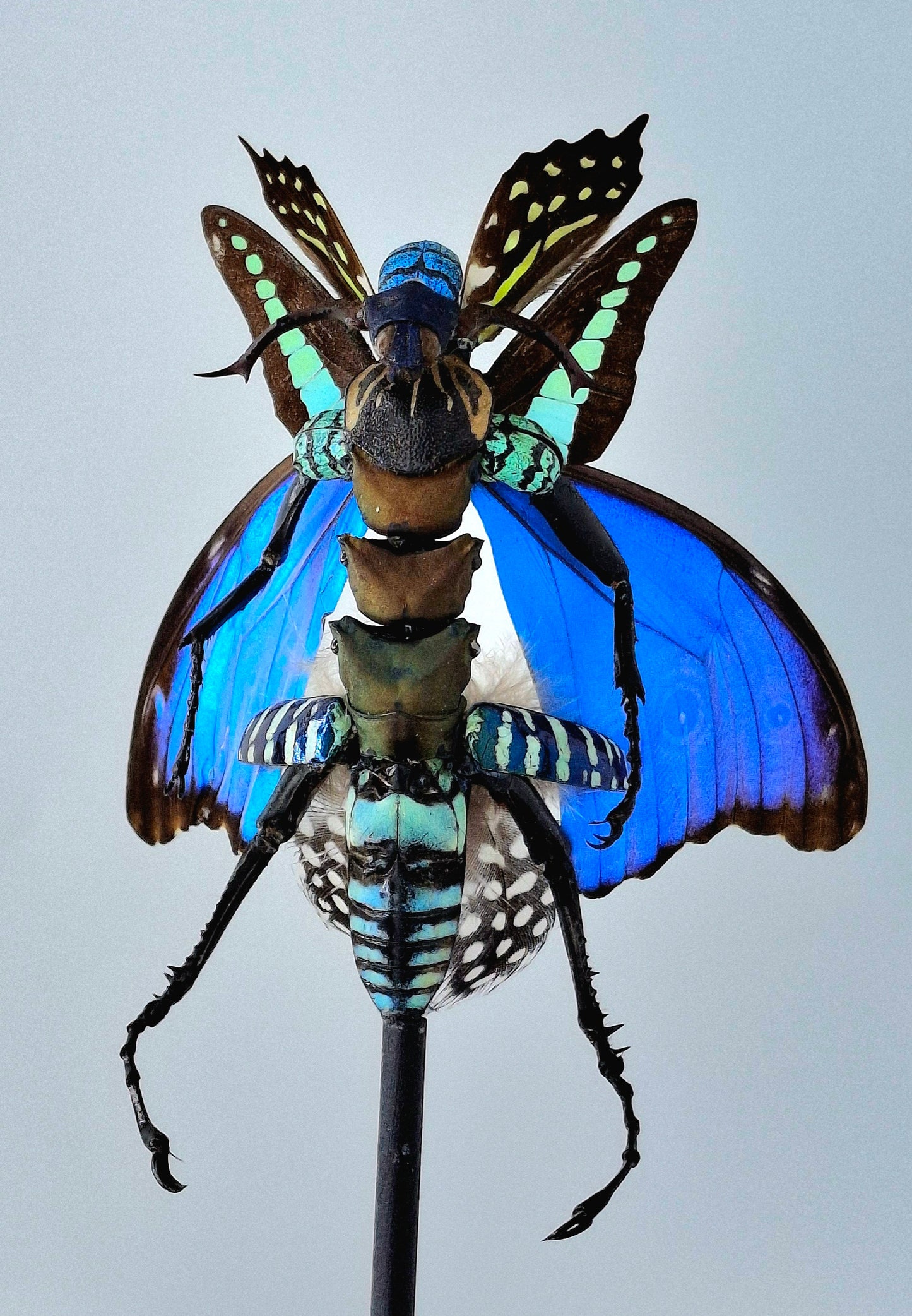 Mythx Fairy - Specimen #104