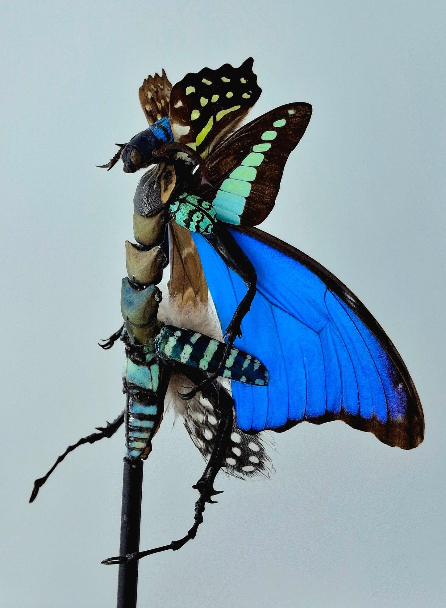 Mythx Fairy - Specimen #104