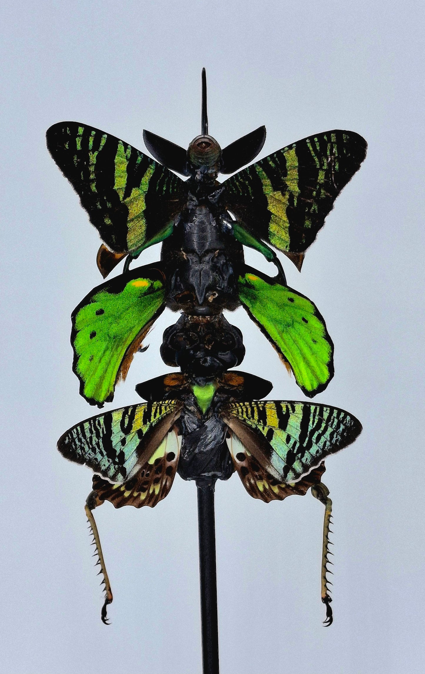 Mythix Fairy Scout - Specimen #107