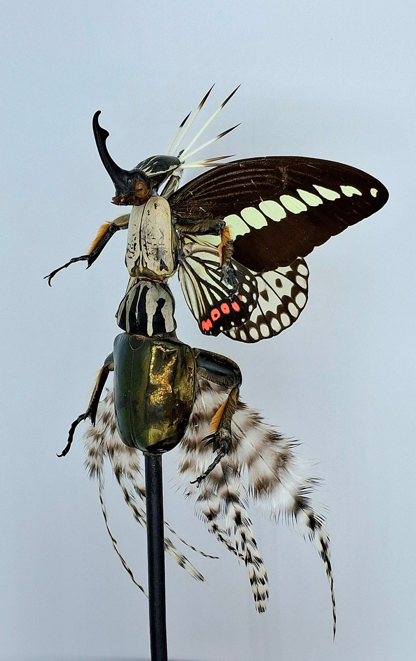Mythix Fairy Scout - Specimen #111