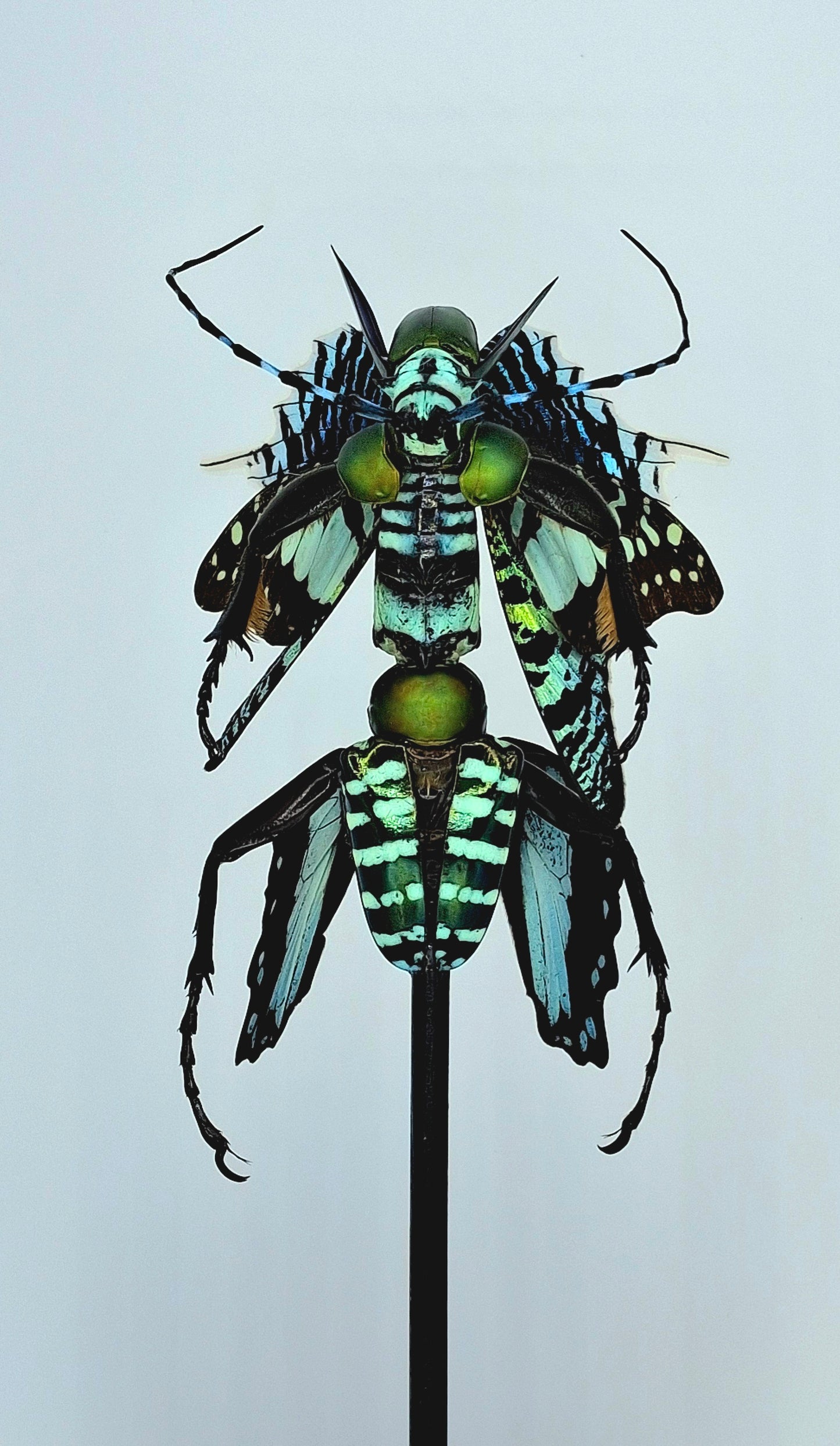 Mythix Fairy Scout - Specimen #108