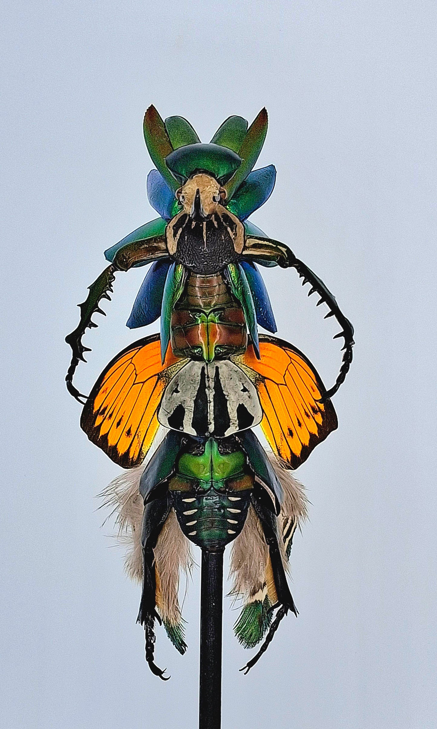 Mythix Fairy Scout - Specimen # 109