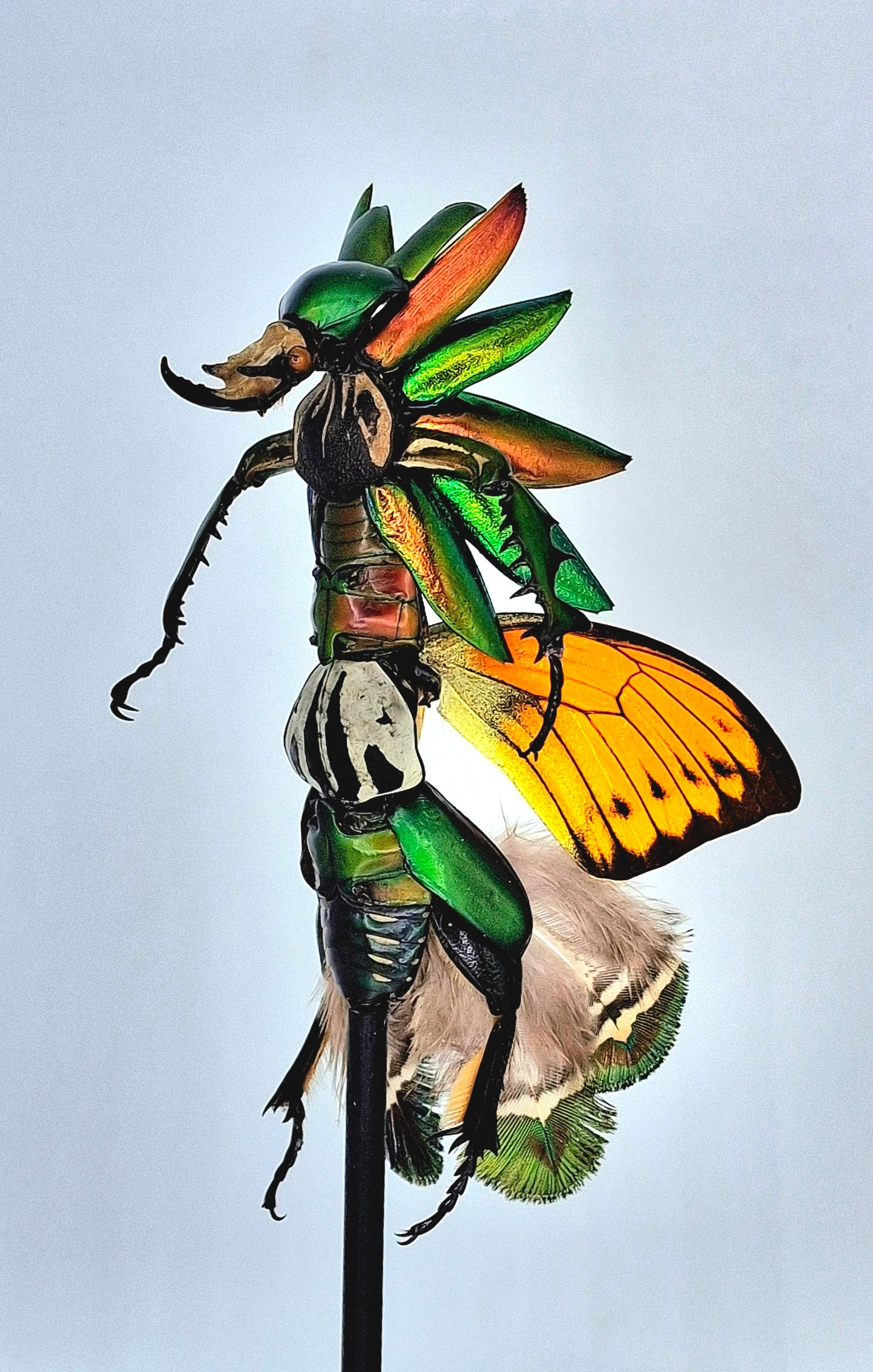 Mythix Fairy Scout - Specimen # 109