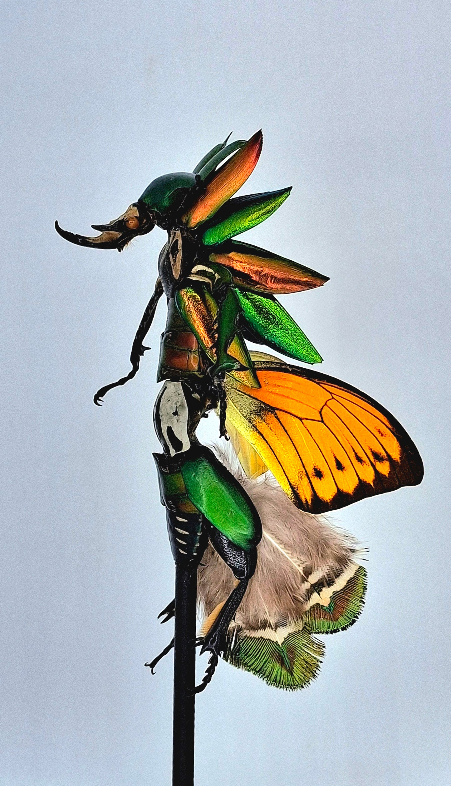 Mythix Fairy Scout - Specimen # 109