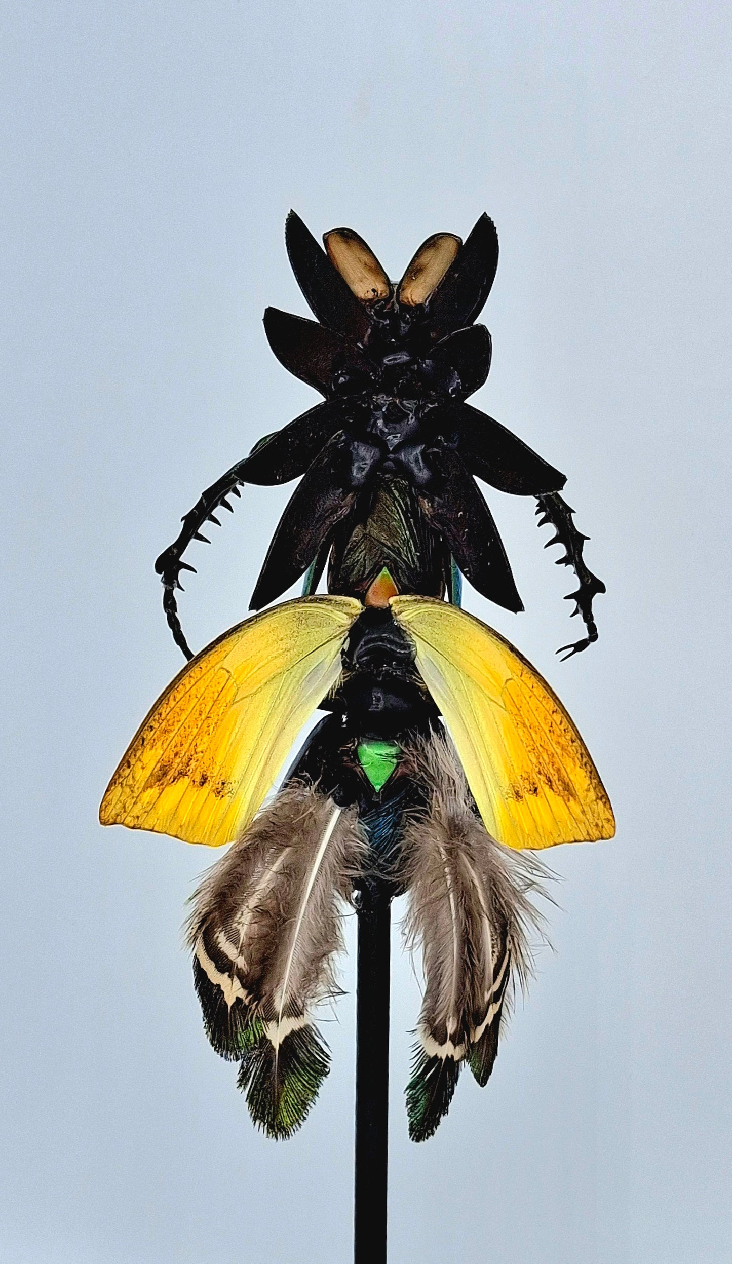 Mythix Fairy Scout - Specimen # 109