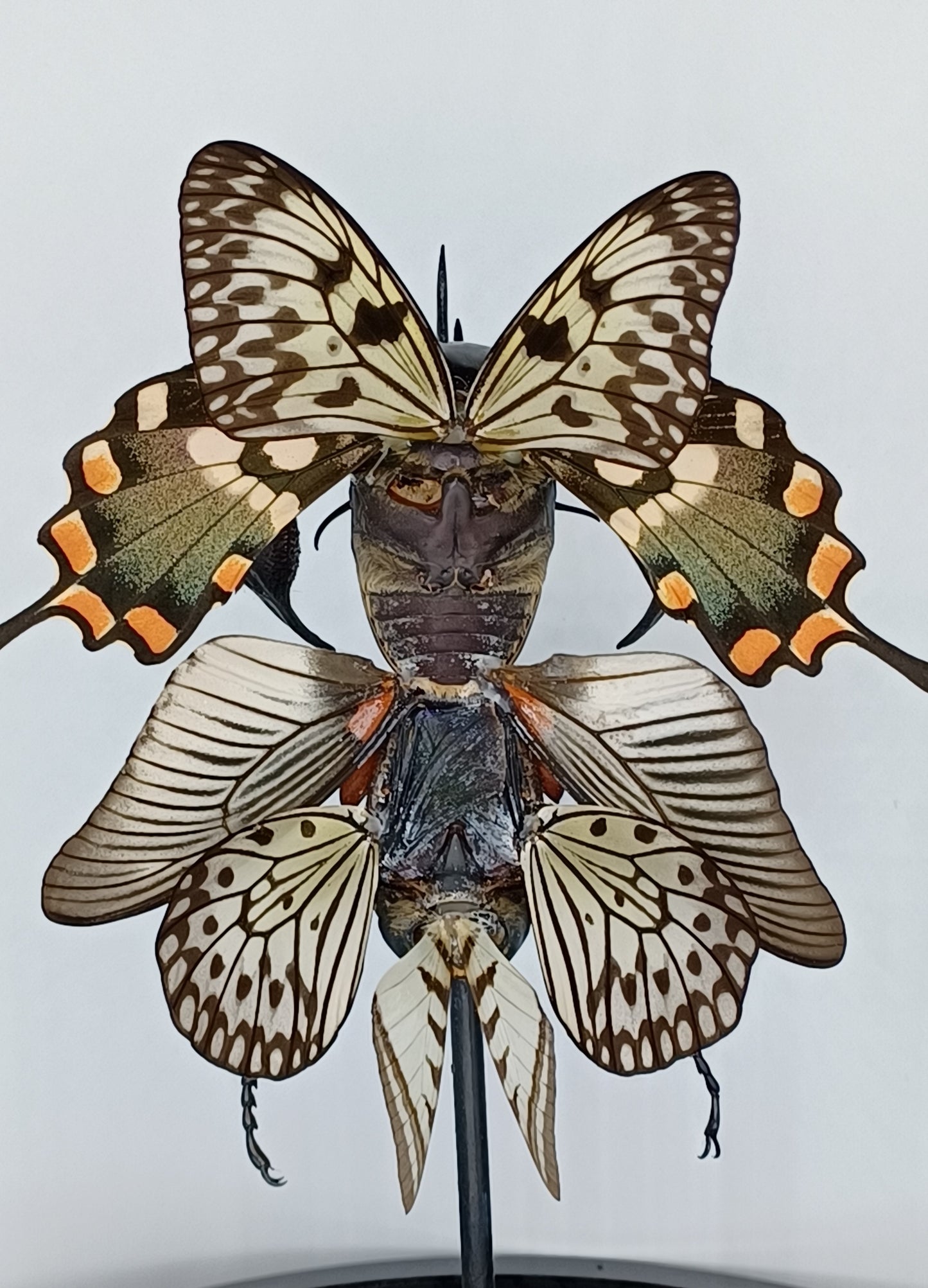 Mythix Darkling Sprite Soldier - Specimen #022